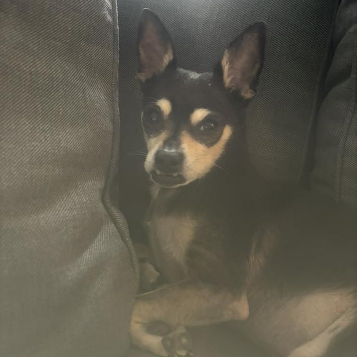 Loki, a ADOPTABLE mixed breed in Barrie, ON image 4/4