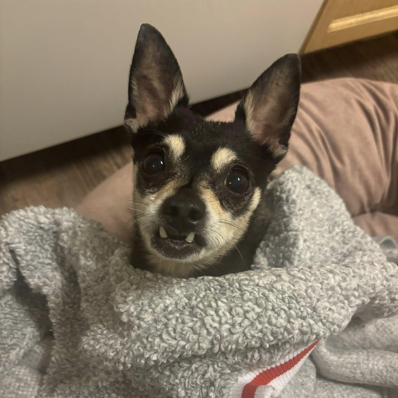 Loki, ADOPTABLE, Senior Male Chihuahua.