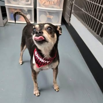 Loki, a ADOPTABLE mixed breed in Barrie, ON image 3/4