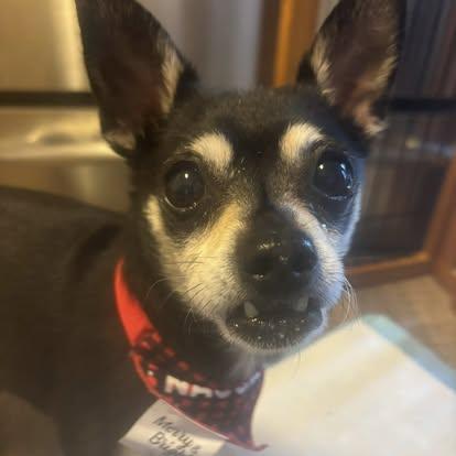 Loki, a ADOPTABLE mixed breed in Barrie, ON image 2/4