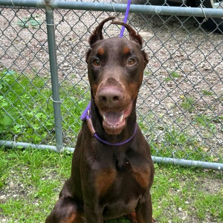 Remi, ADOPTABLE, Adult Male Doberman Pinscher.