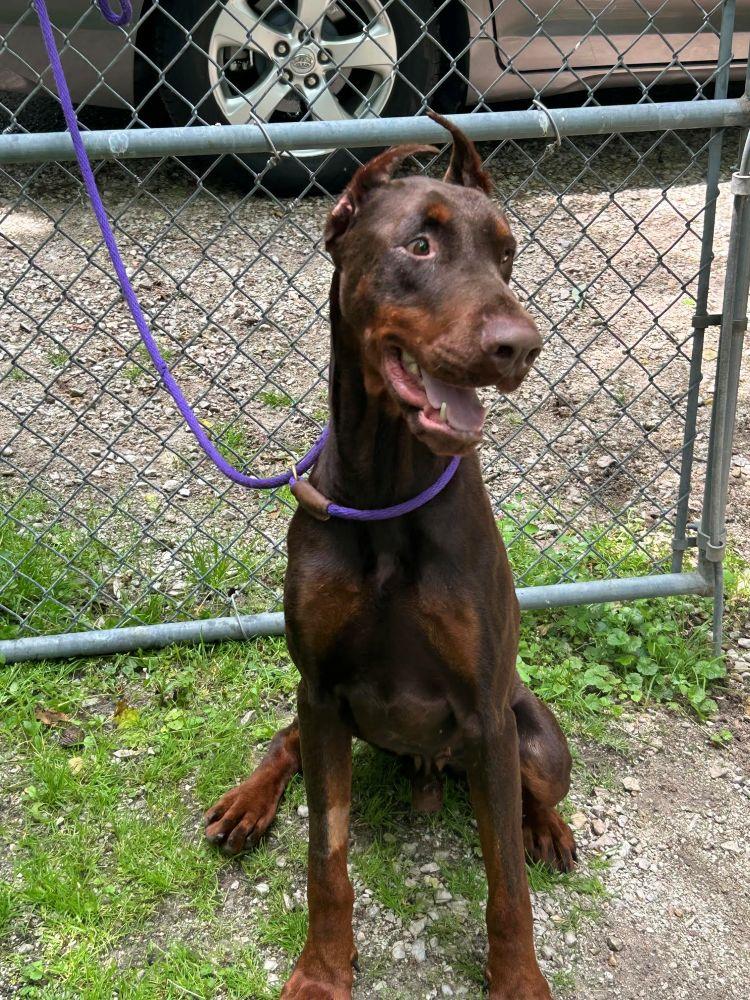 Remi, a ADOPTABLE Doberman Pinscher in Barrington, IL image 3/3