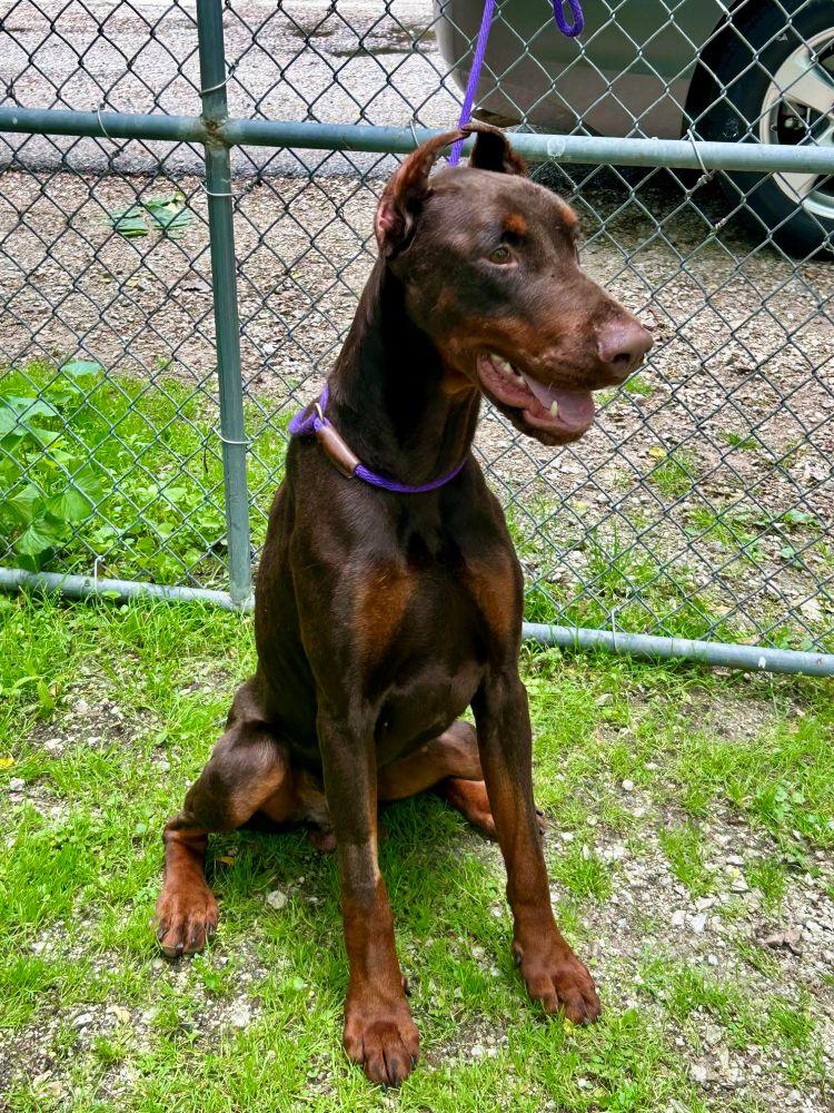 Remi, a ADOPTABLE Doberman Pinscher in Barrington, IL image 2/3