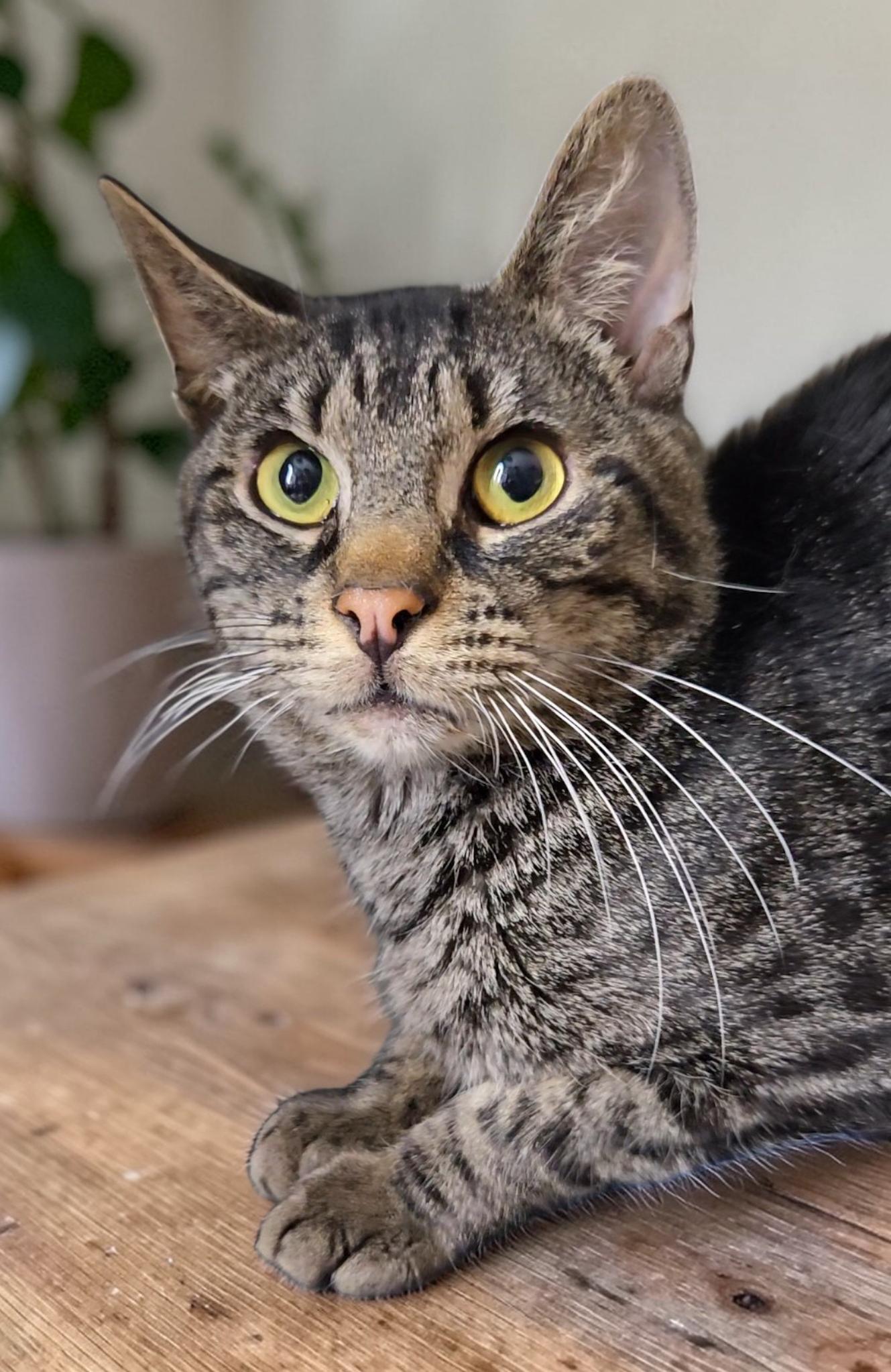 Enlarge Bear Bear, a Adoptable Domestic Short Hair in Kenhorst, PA image 2/2