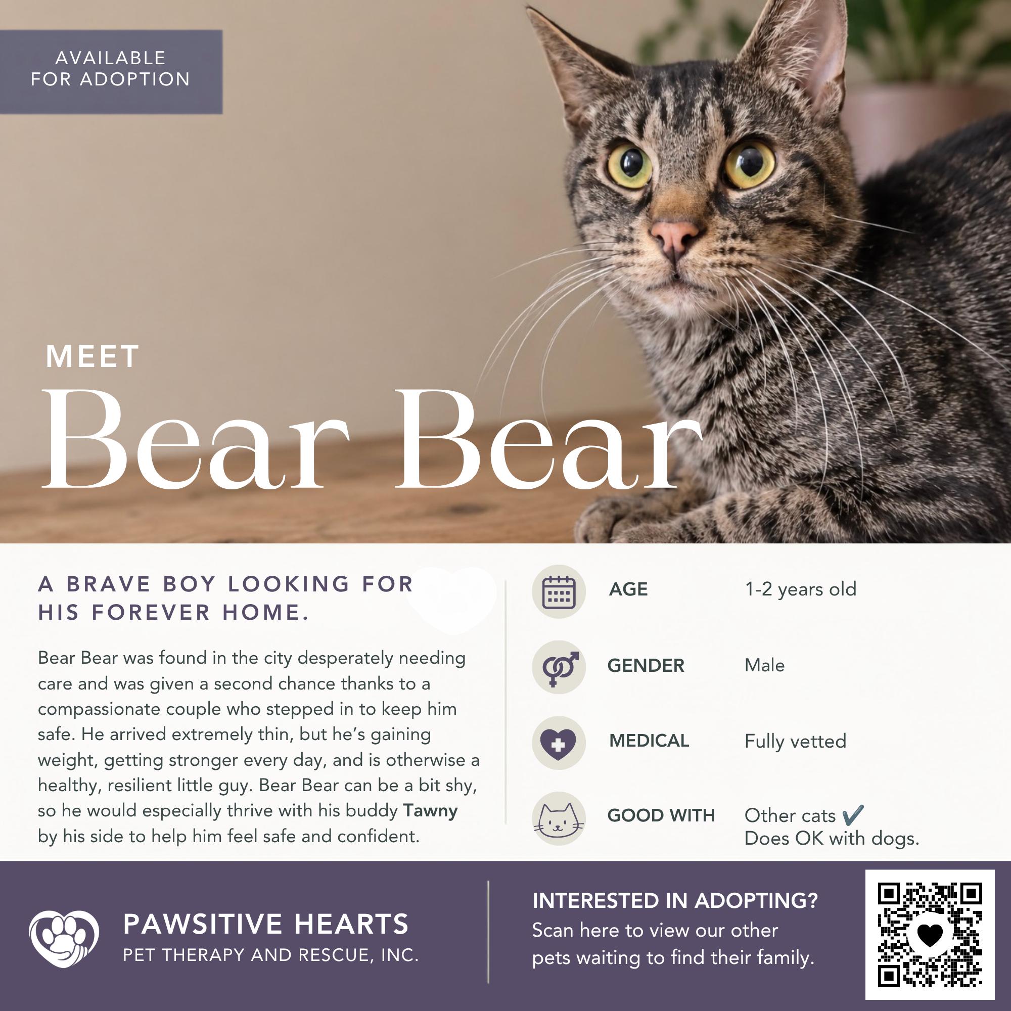 Bear Bear, ADOPTABLE, Young Male Domestic Short Hair.
