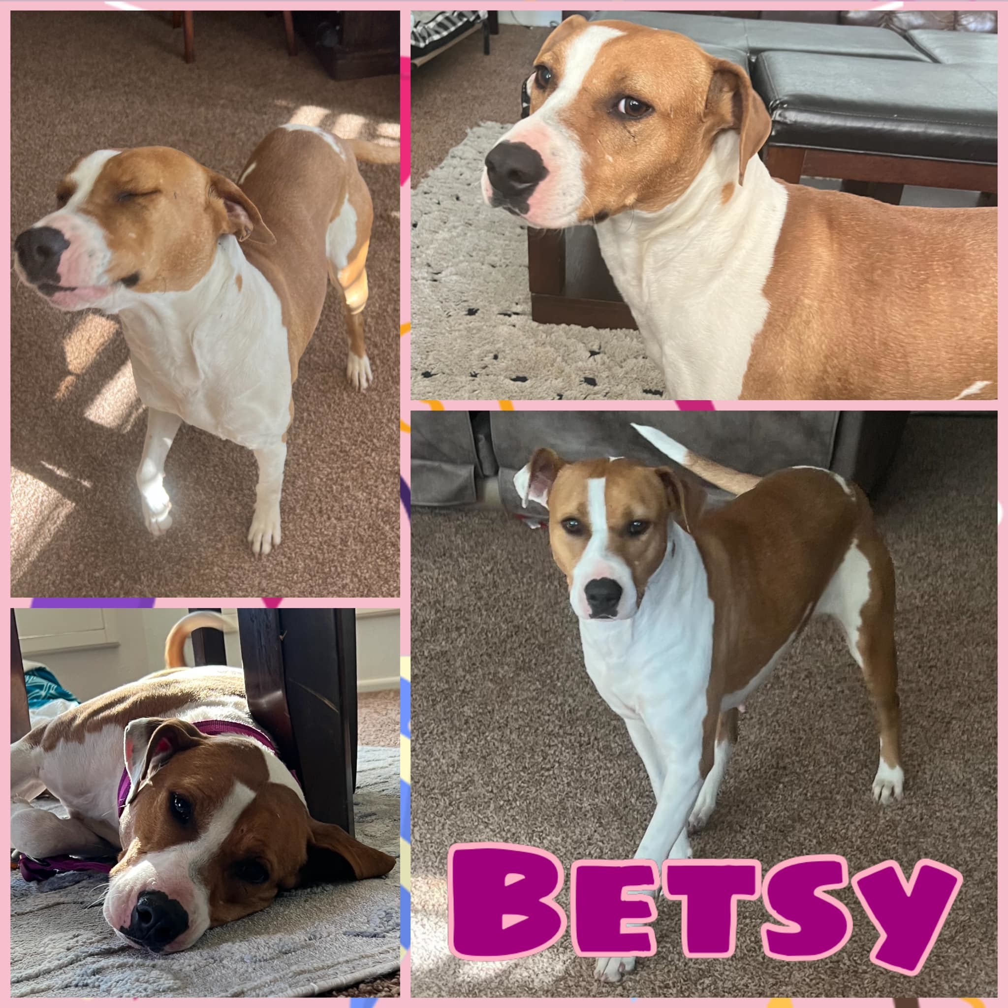 Betsy, an adoptable Mixed Breed in Midland, TX_image-1