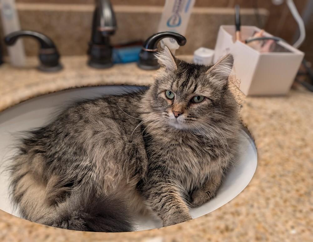 Enlarge Mufasa, a Adoptable Domestic Long Hair in Statesville, NC image 1/4