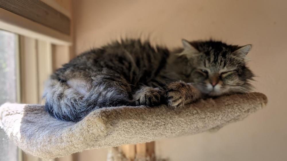 Enlarge Mufasa, a Adoptable Domestic Long Hair in Statesville, NC image 3/4