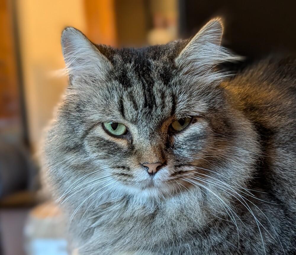 Enlarge Mufasa, a Adoptable Domestic Long Hair in Statesville, NC image 4/4