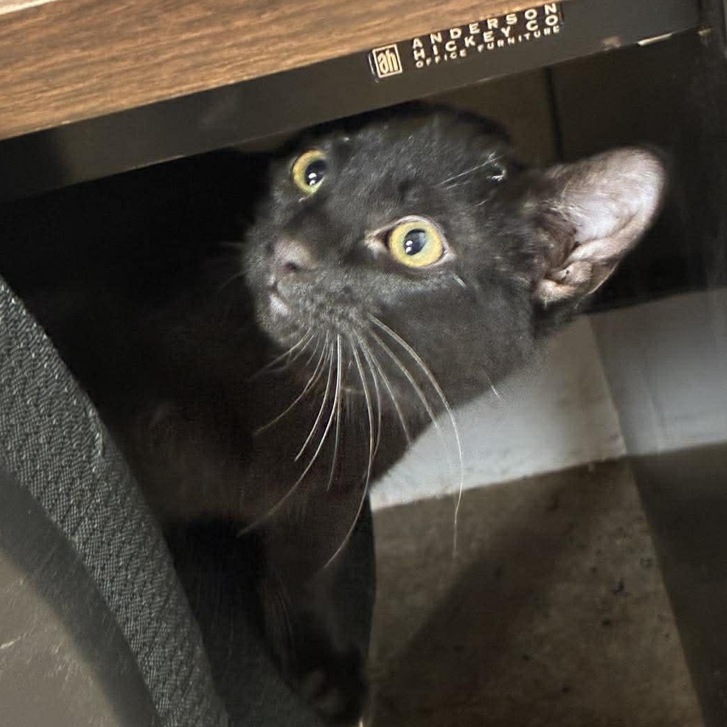 Enlarge Professor Plum, a Adoptable mixed breed in Petersburg, IL image 1/3