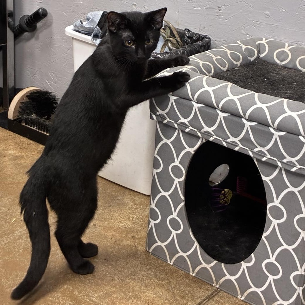 Enlarge Professor Plum, a Adoptable mixed breed in Petersburg, IL image 2/3