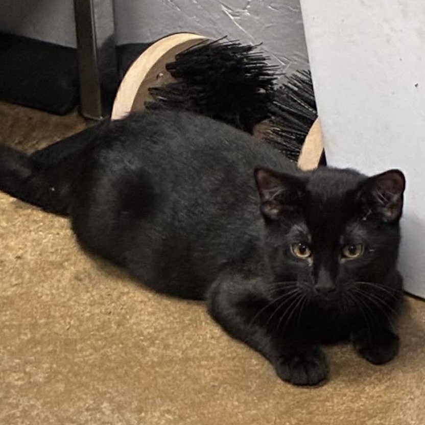 Enlarge Professor Plum, a Adoptable mixed breed in Petersburg, IL image 3/3