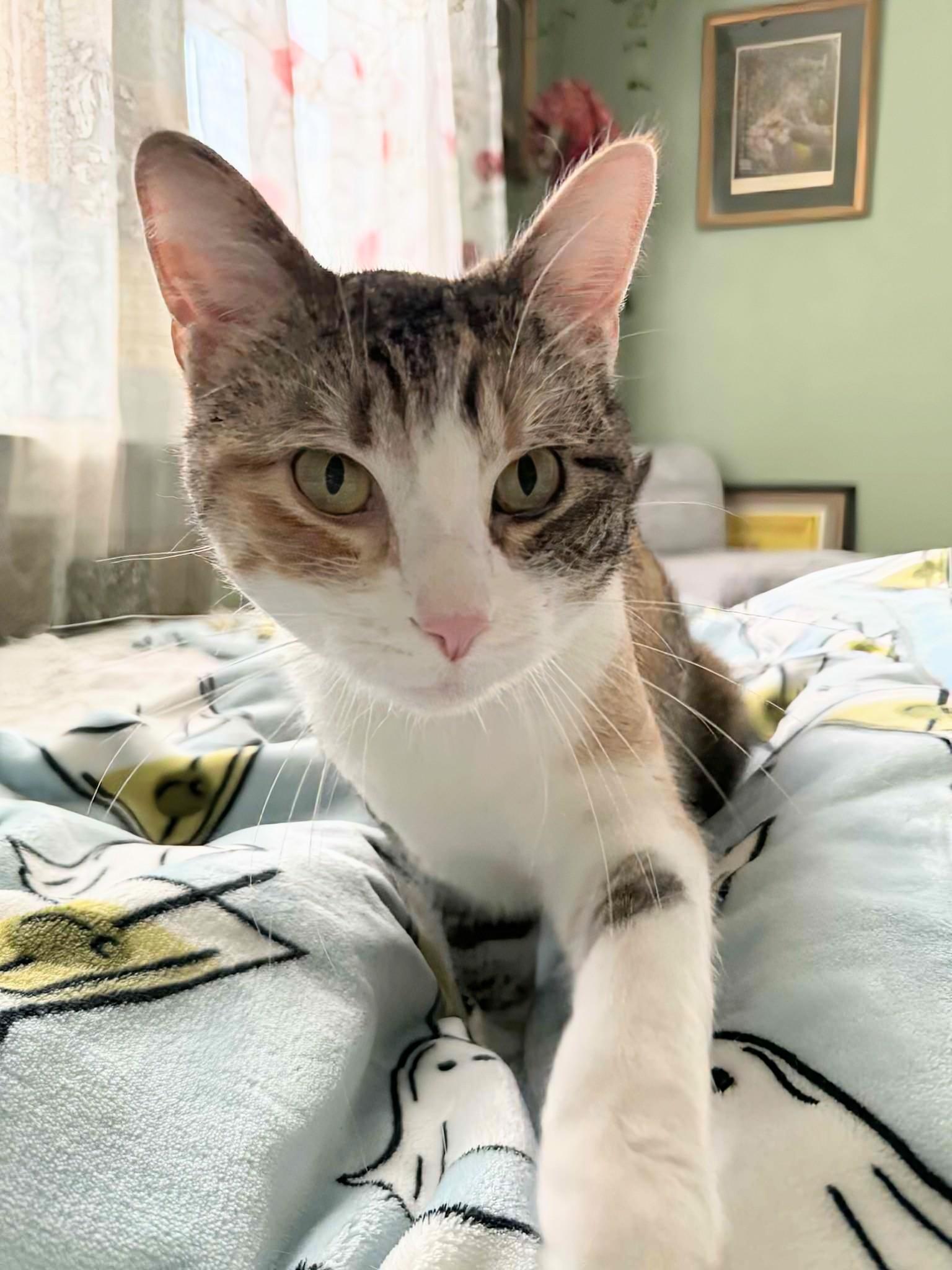 Sophie & Hunter *BONDED PAIR* - U31b/d — thumbnail 2