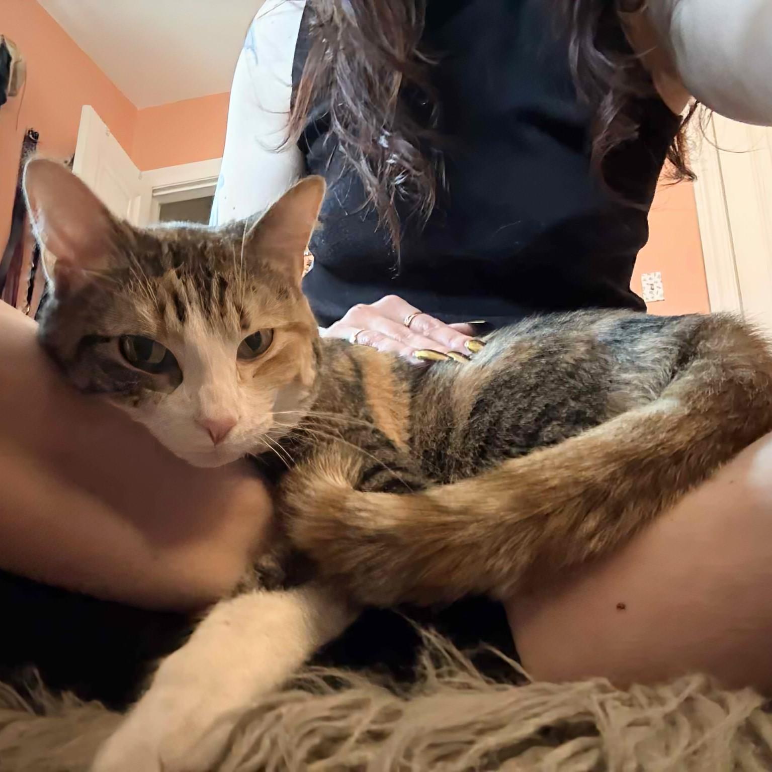 Sophie & Hunter *BONDED PAIR* - U31b/d — thumbnail 4