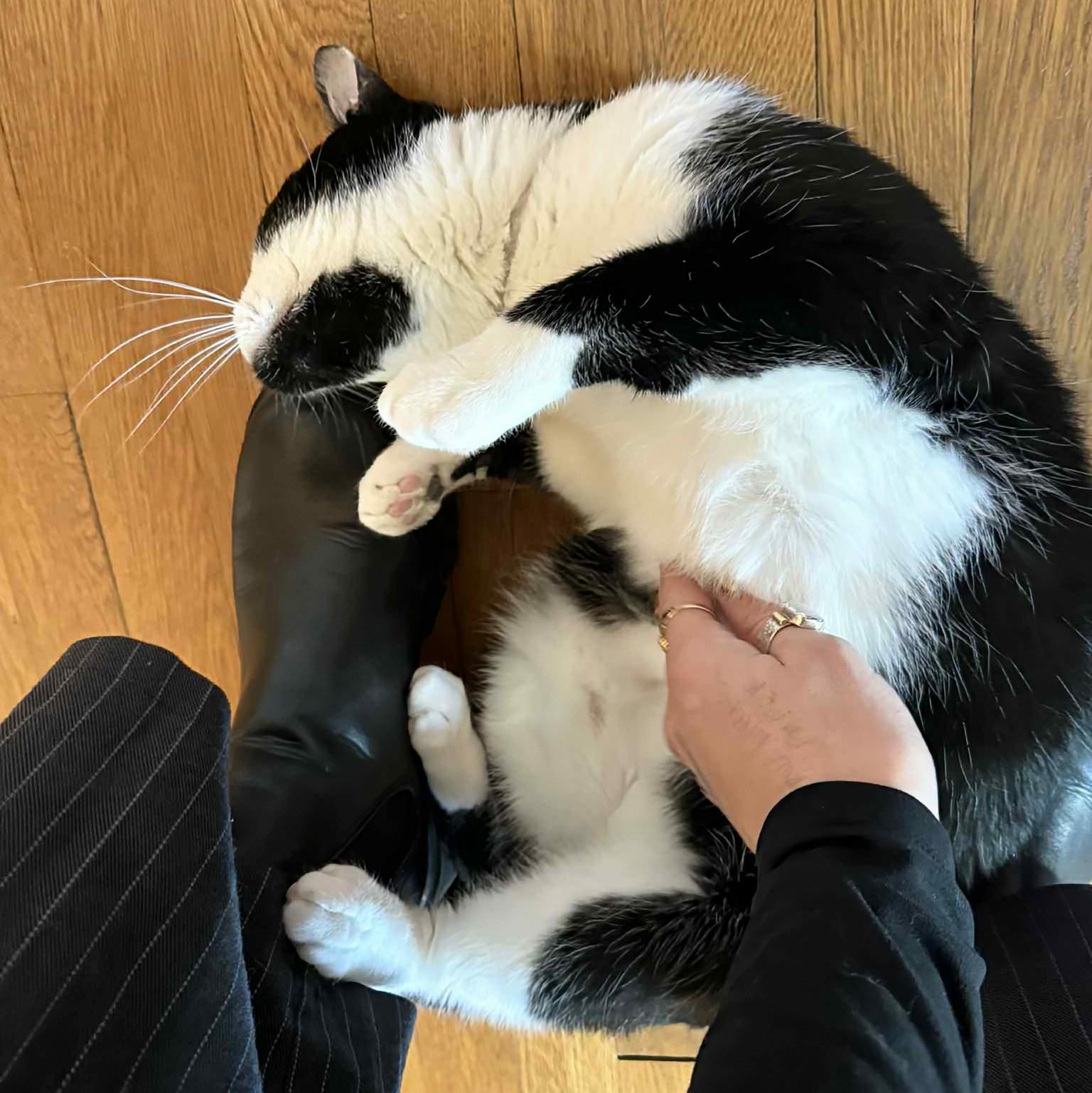 Sophie & Hunter *BONDED PAIR* - U31b/d — thumbnail 6