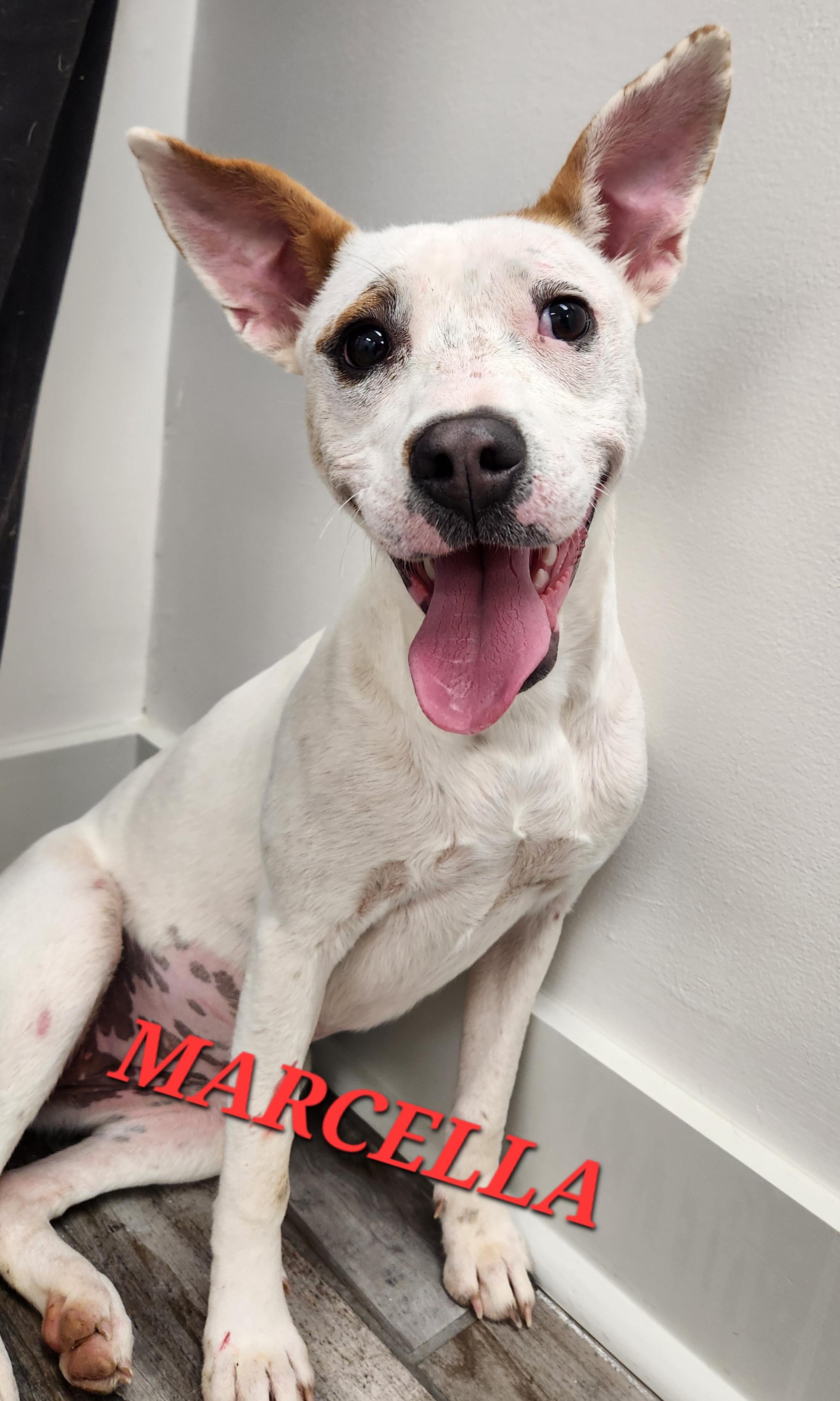 Marcella Marvel, a Adoptable mixed breed in Woburn, MA image 5/5