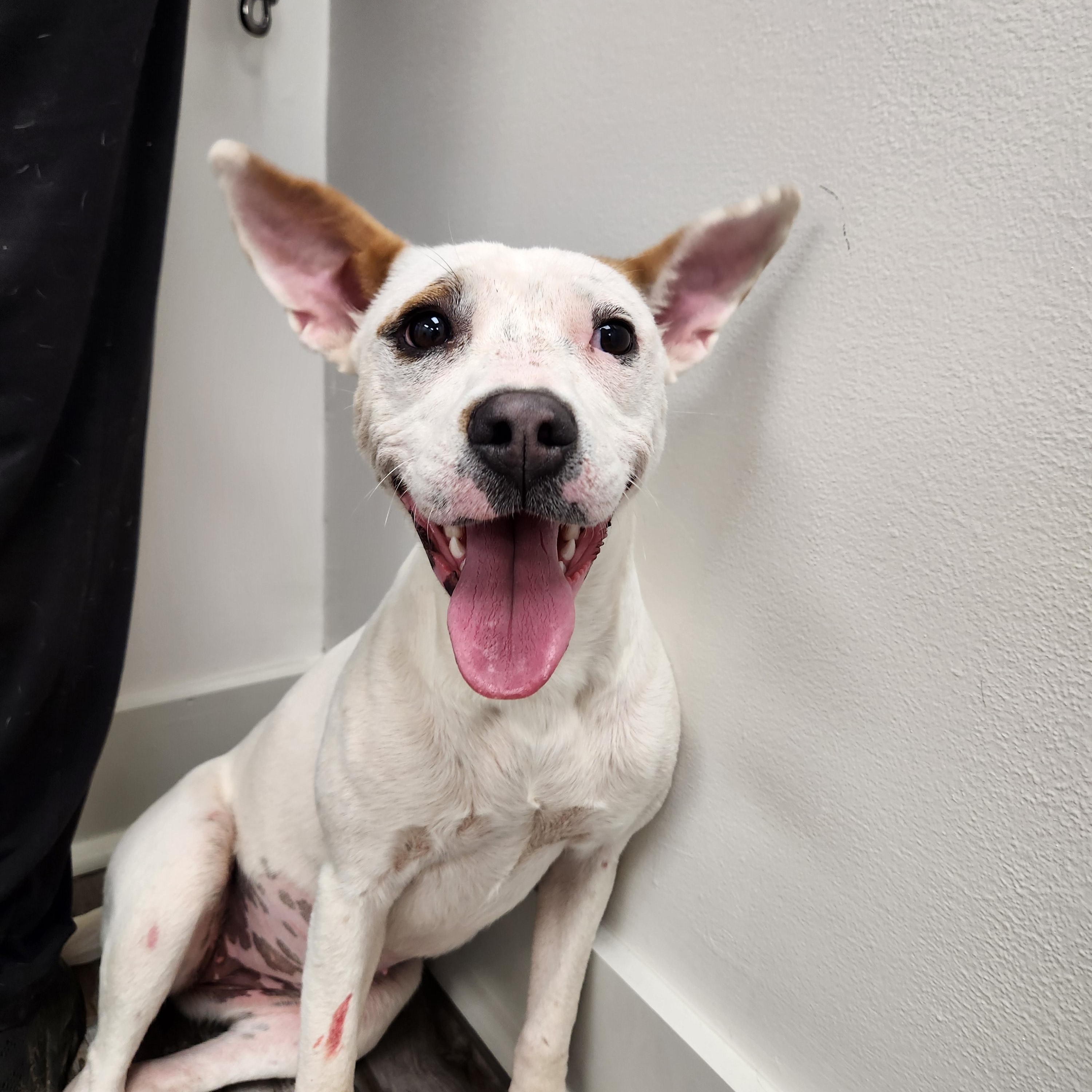 Marcella Marvel, a Adoptable mixed breed in Woburn, MA image 4/5