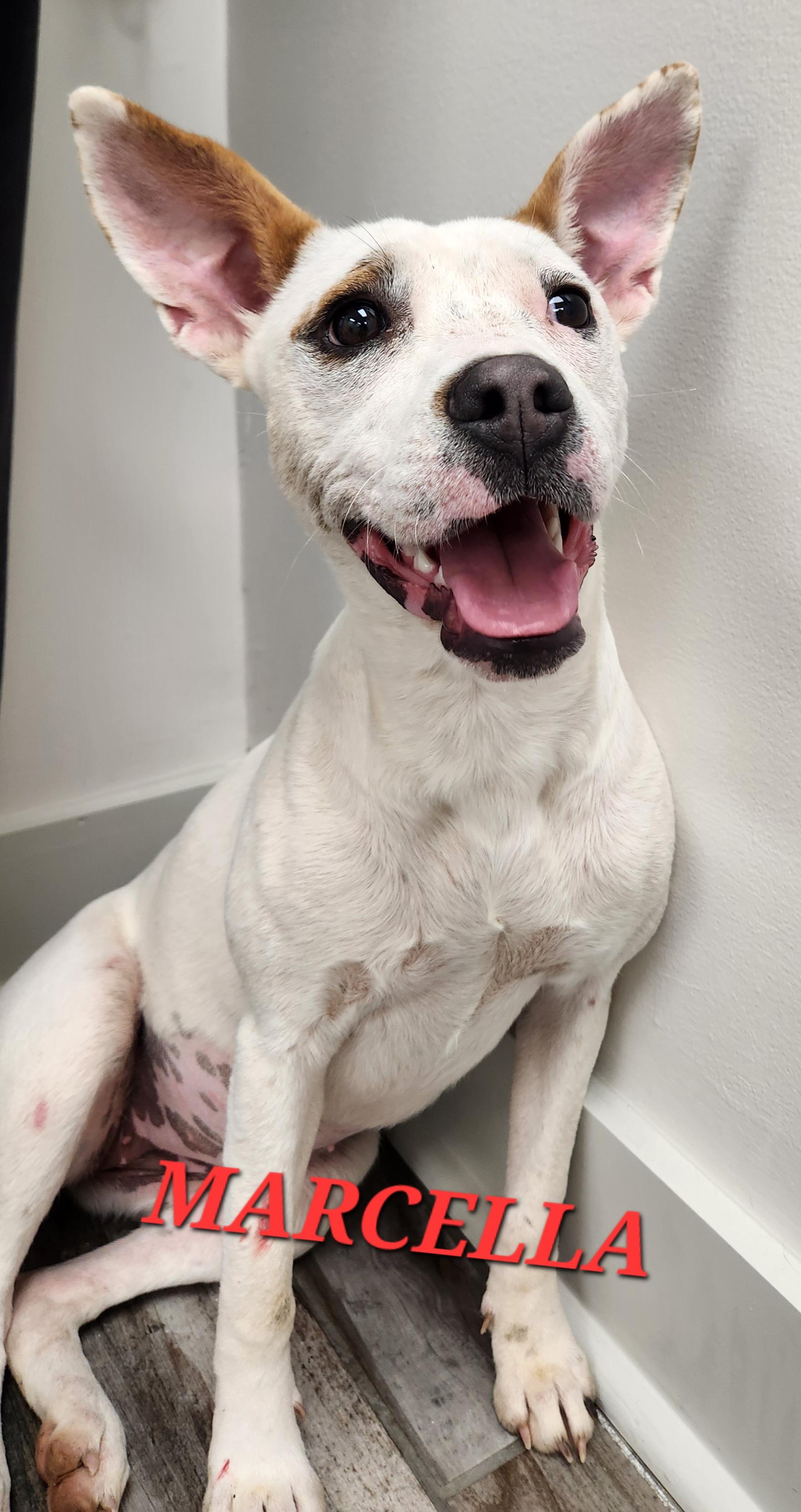 Marcella Marvel, a Adoptable mixed breed in Woburn, MA image 3/5