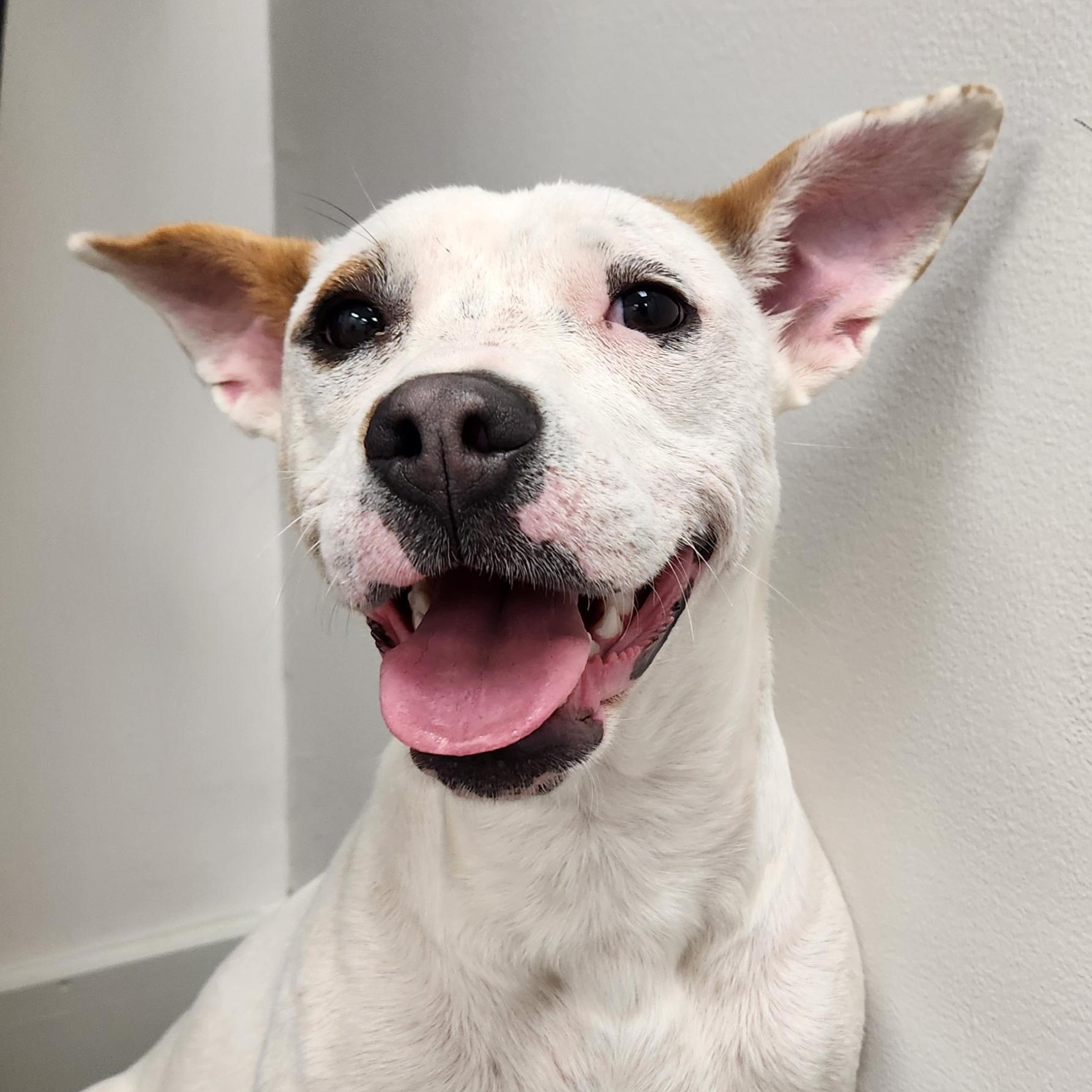 Marcella Marvel, a Adoptable mixed breed in Woburn, MA image 1/5