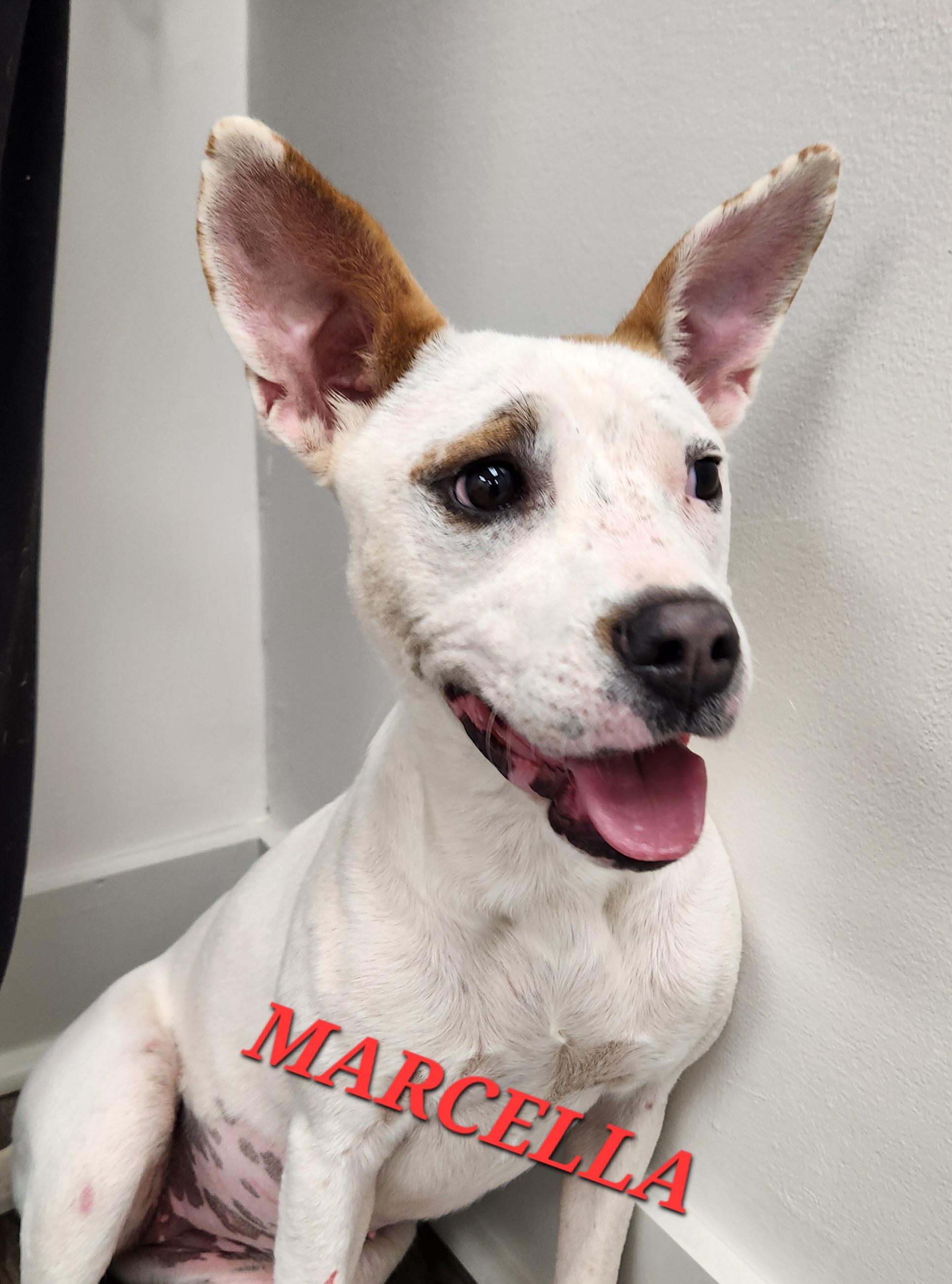 Marcella Marvel, a Adoptable mixed breed in Woburn, MA image 2/5