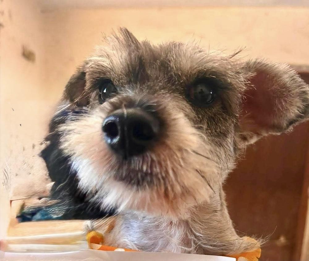 Enlarge Freddy, a Adoptable Schnauzer in Escondido, CA image 1/3