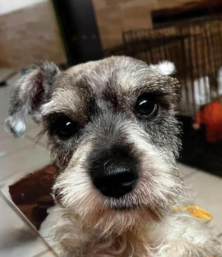 Enlarge Freddy, a Adoptable Schnauzer in Escondido, CA image 2/3