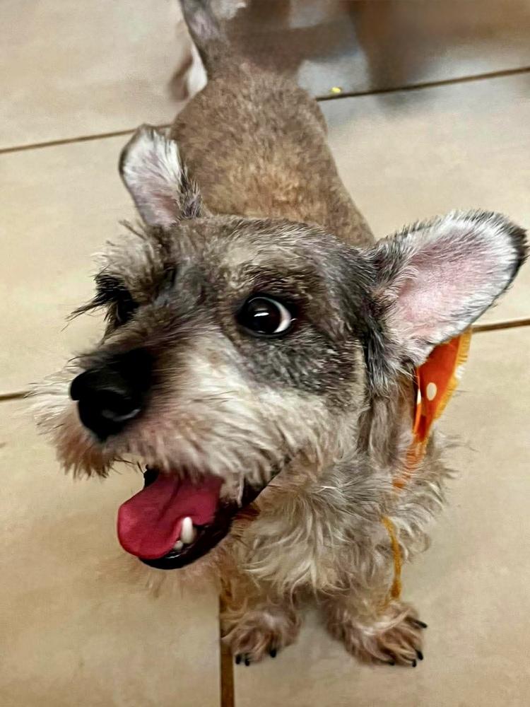 Enlarge Freddy, a Adoptable Schnauzer in Escondido, CA image 3/3