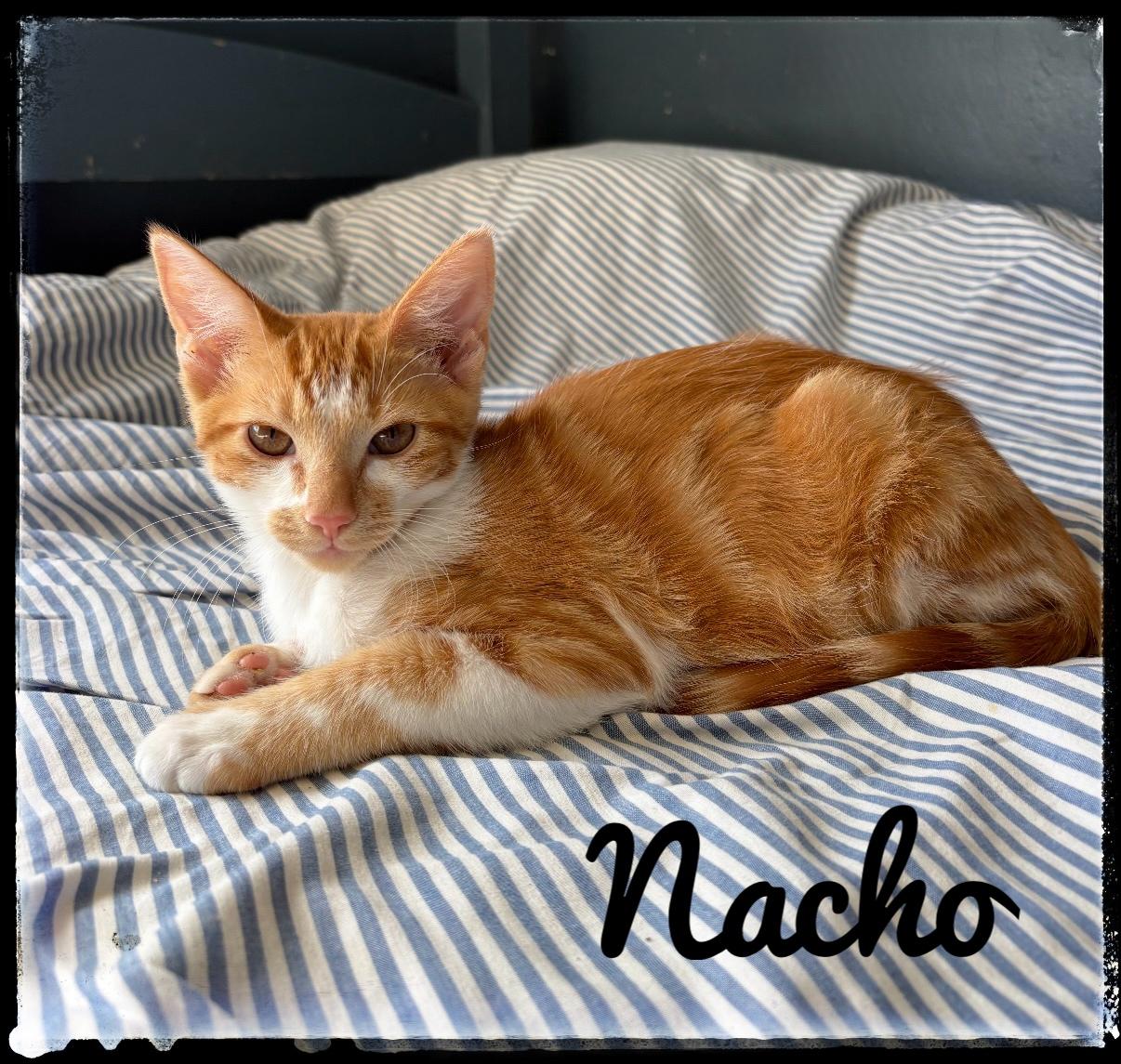 Nacho, Adoptable, Kitten Male Domestic Medium Hair.