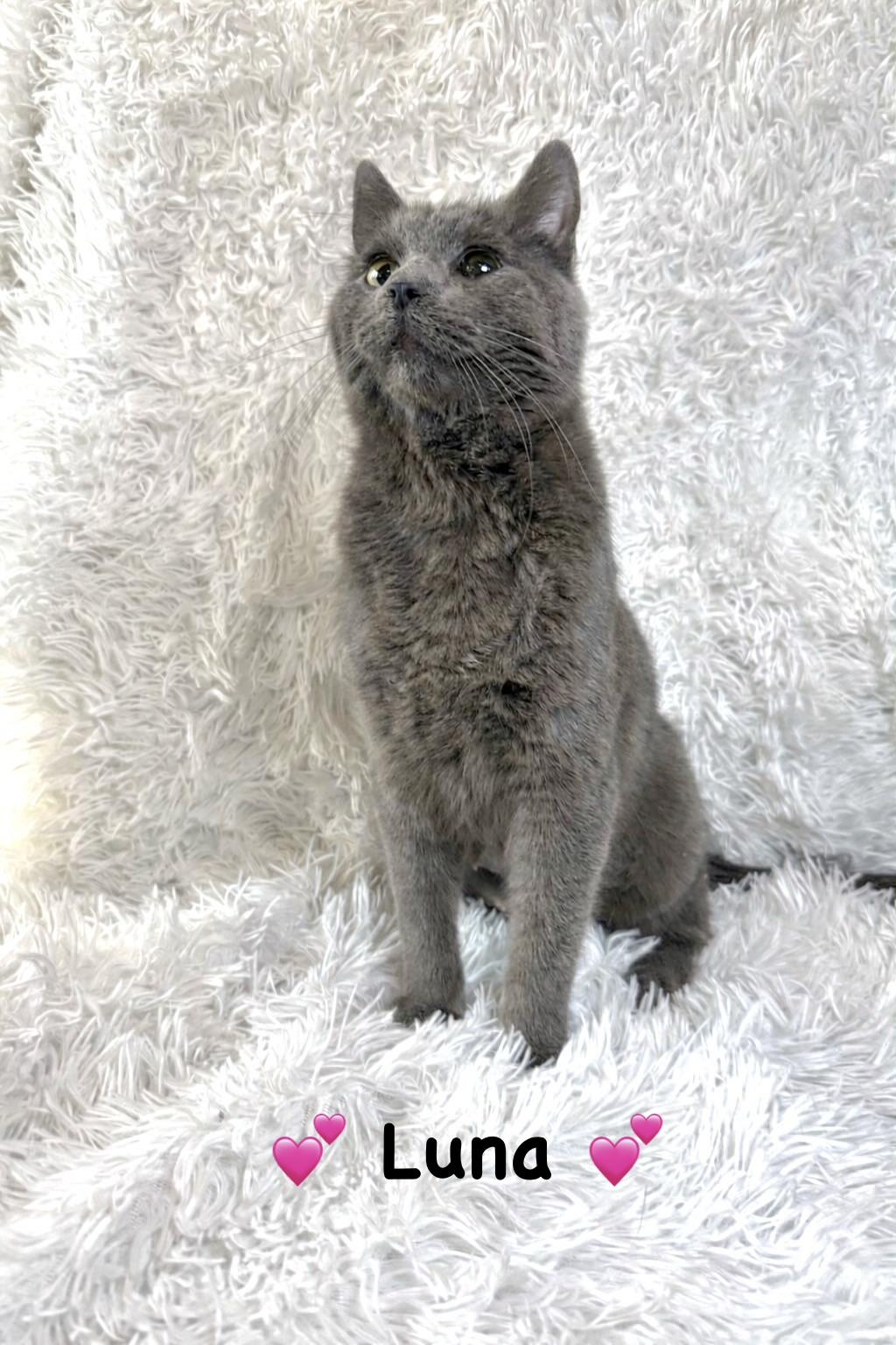 Enlarge Luna, a ADOPTABLE Domestic Short Hair in Copley, OH image 2/3