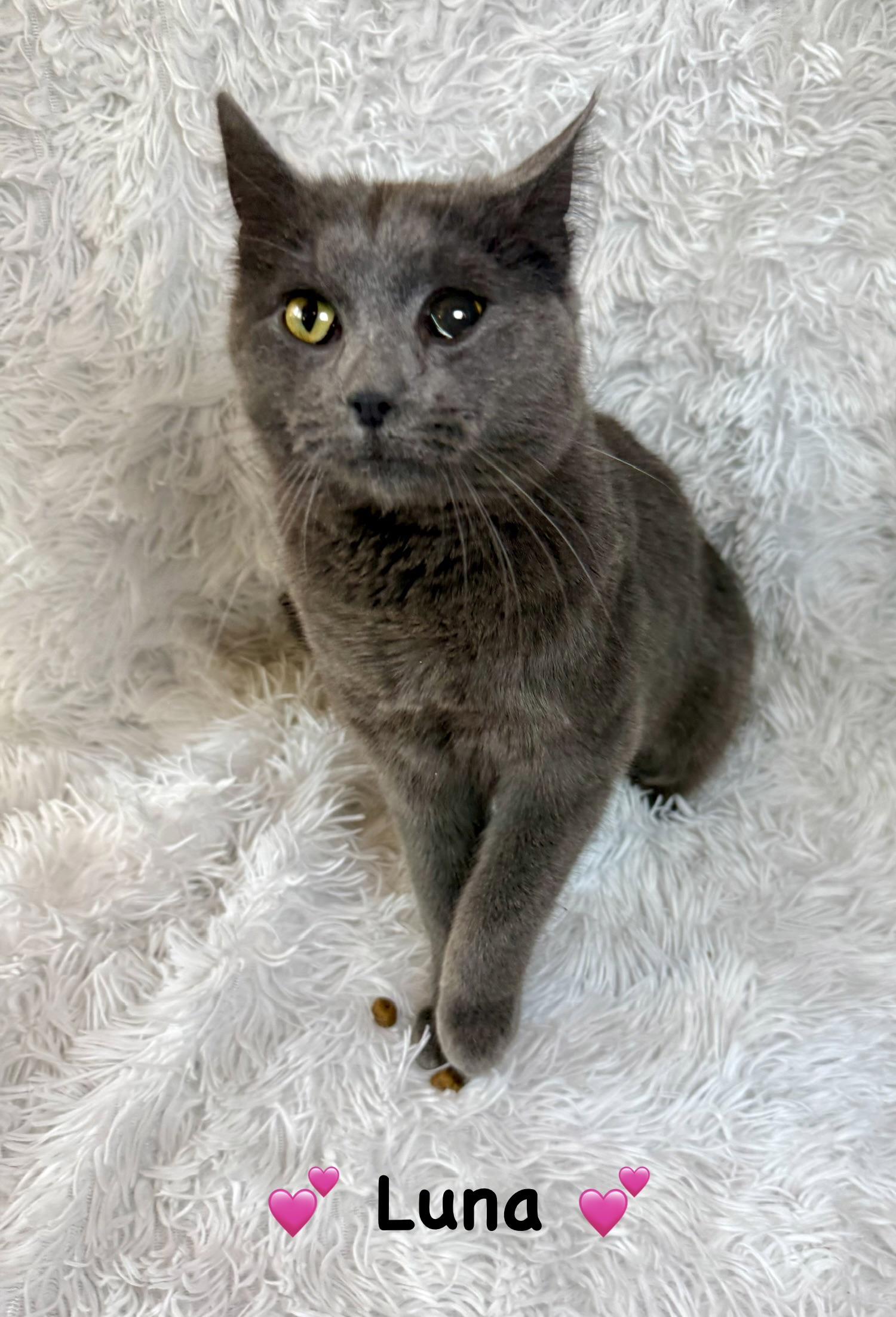 Enlarge Luna, a ADOPTABLE Domestic Short Hair in Copley, OH image 3/3