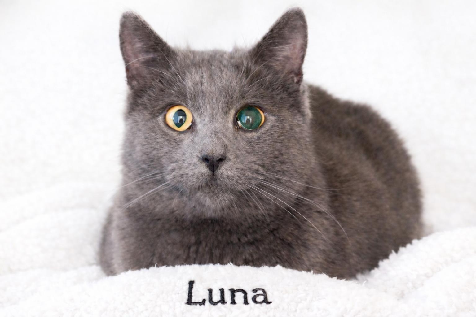 Luna, ADOPTABLE, Young Female Domestic Short Hair.