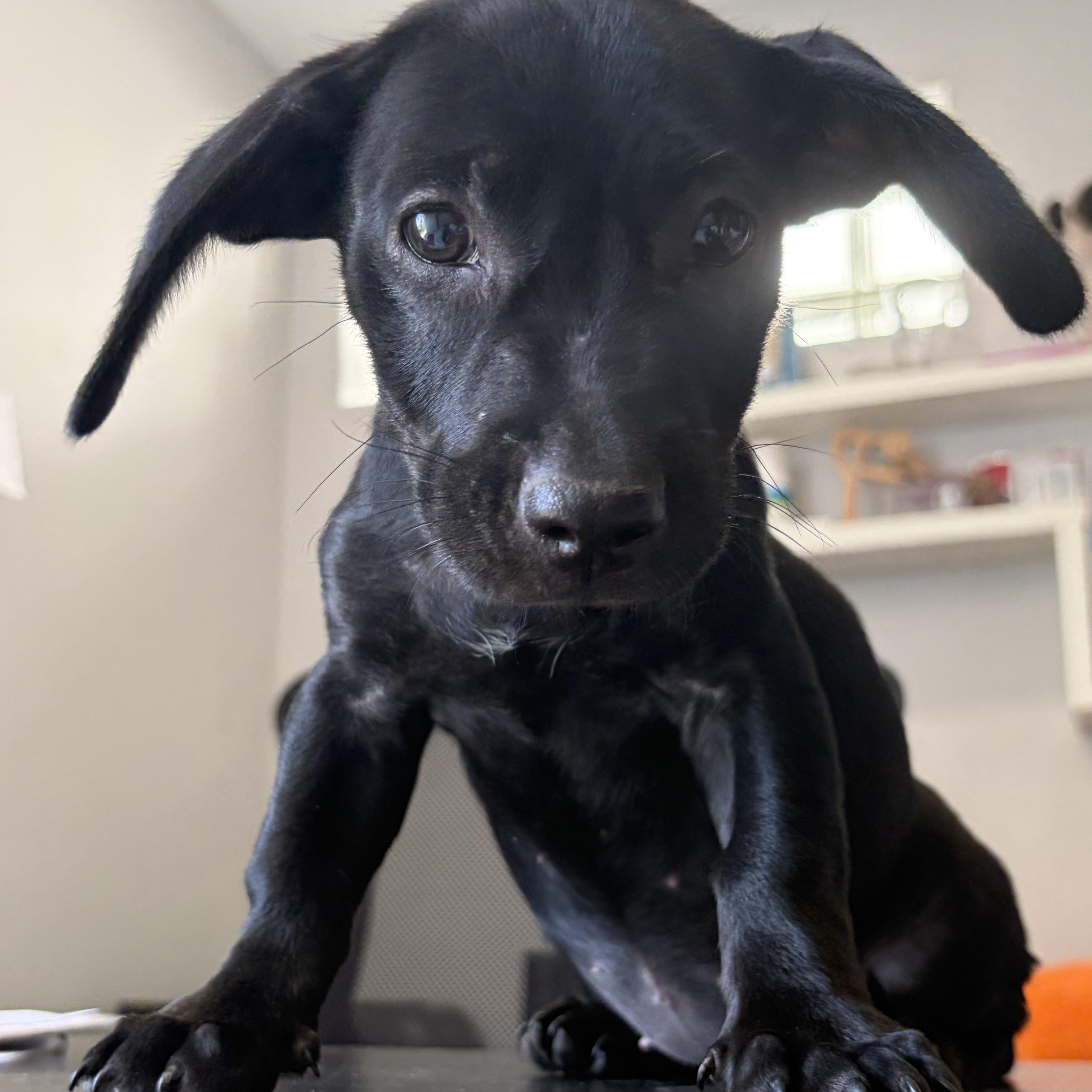 Monet, a Adoptable mixed breed in Abington, PA image 4/5