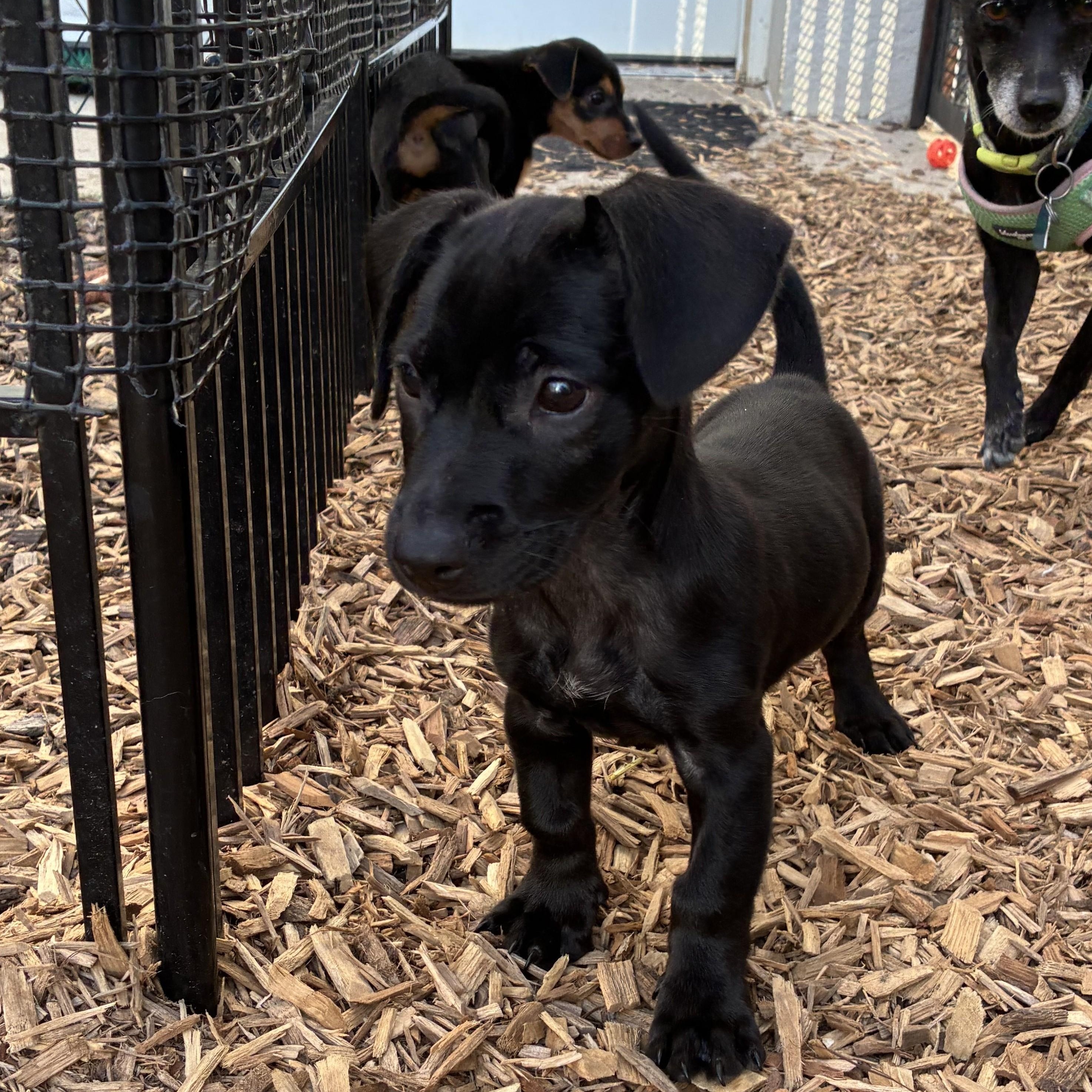Monet, a Adoptable mixed breed in Abington, PA image 2/5