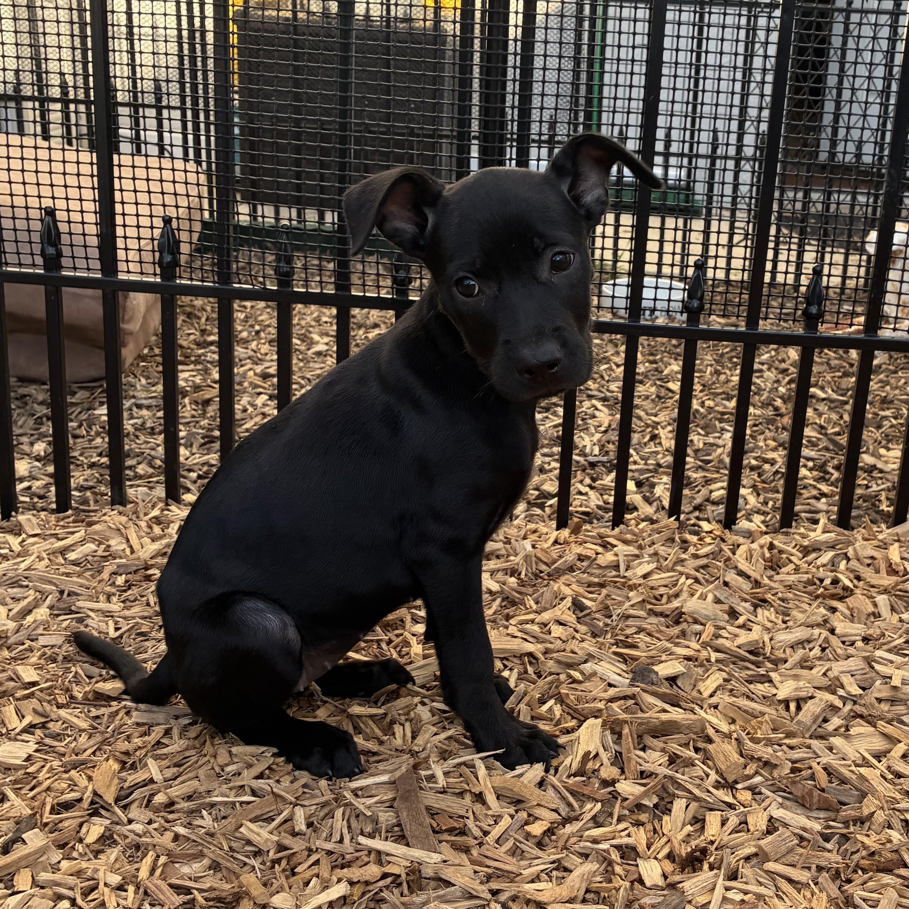 Monet, Adoptable, Puppy Female Terrier & Dachshund.