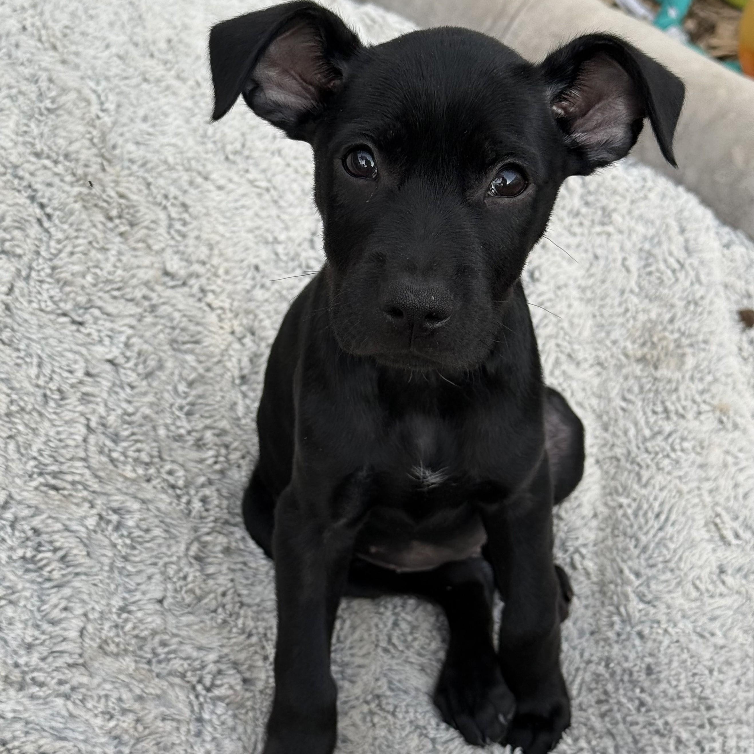 Monet, a Adoptable mixed breed in Abington, PA image 3/5