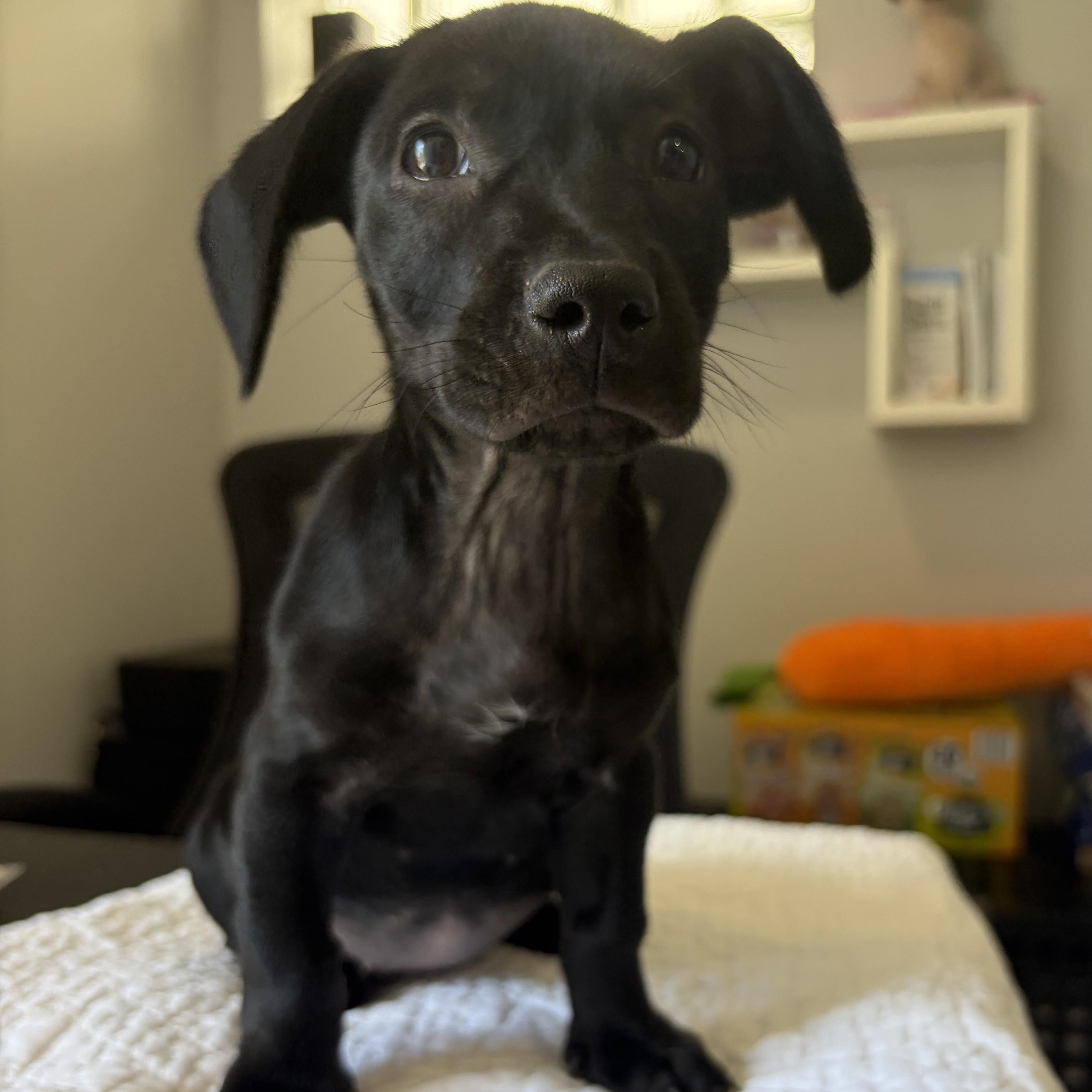 Monet, a Adoptable mixed breed in Abington, PA image 5/5