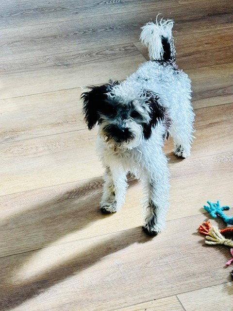 Rufus, a Adopted Poodle in Fort Wayne, IN image 1/2