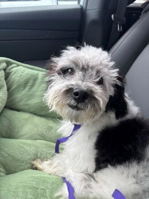 Rufus, a Adopted Poodle in Fort Wayne, IN image 2/2