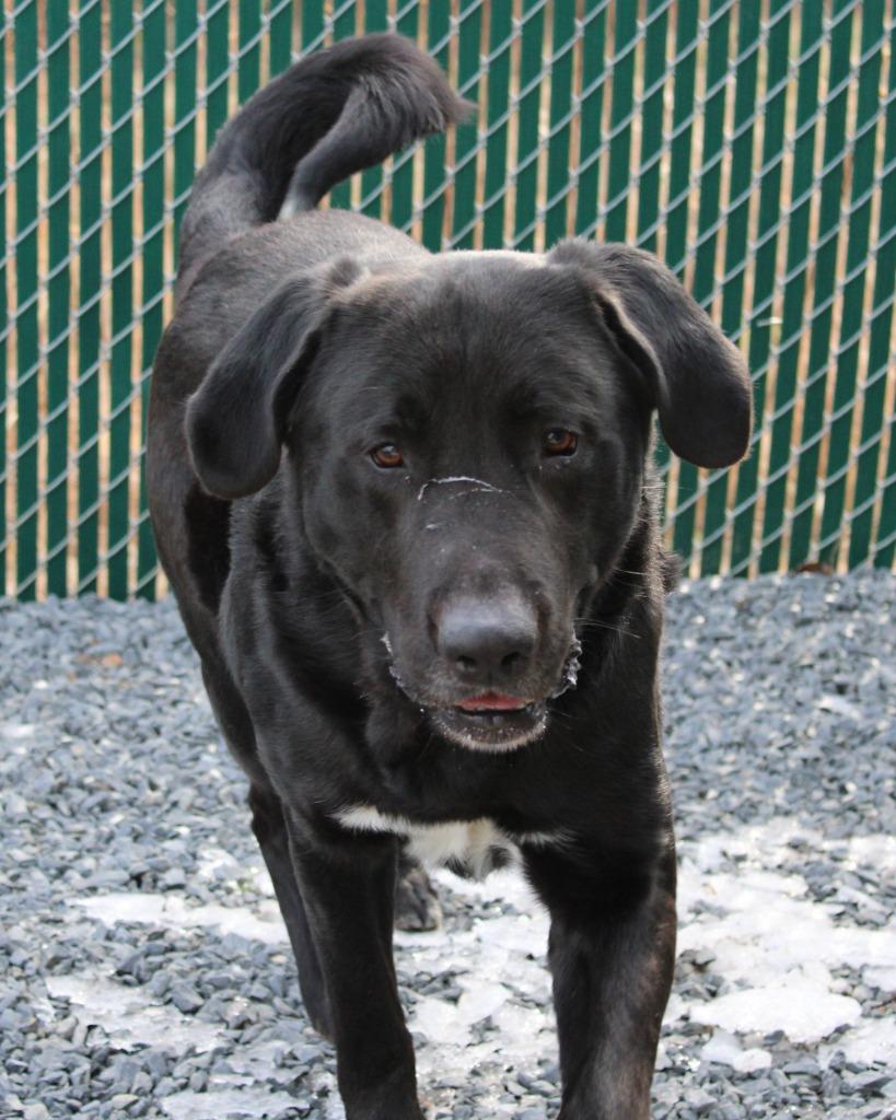 Enlarge Panda (Bailey), a Adoptable mixed breed in Mount Gilead, NC image 2/6