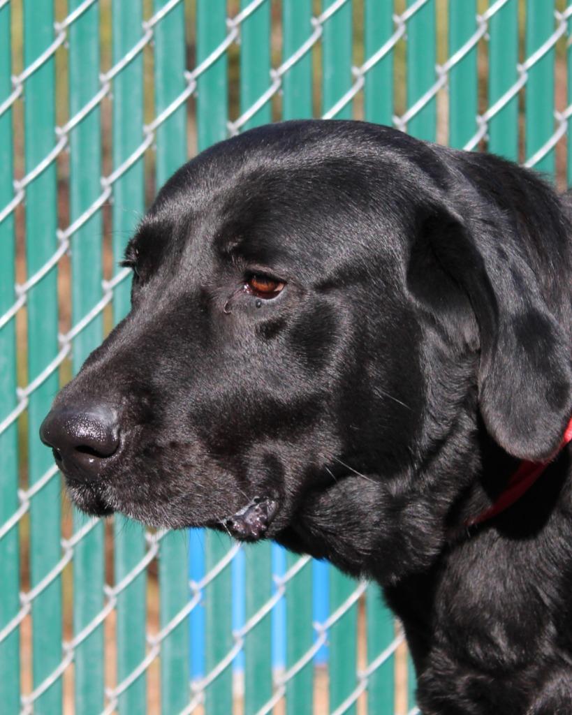 Enlarge Panda (Bailey), a Adoptable mixed breed in Mount Gilead, NC image 3/6