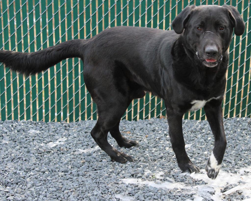 Enlarge Panda (Bailey), a Adoptable mixed breed in Mount Gilead, NC image 4/6