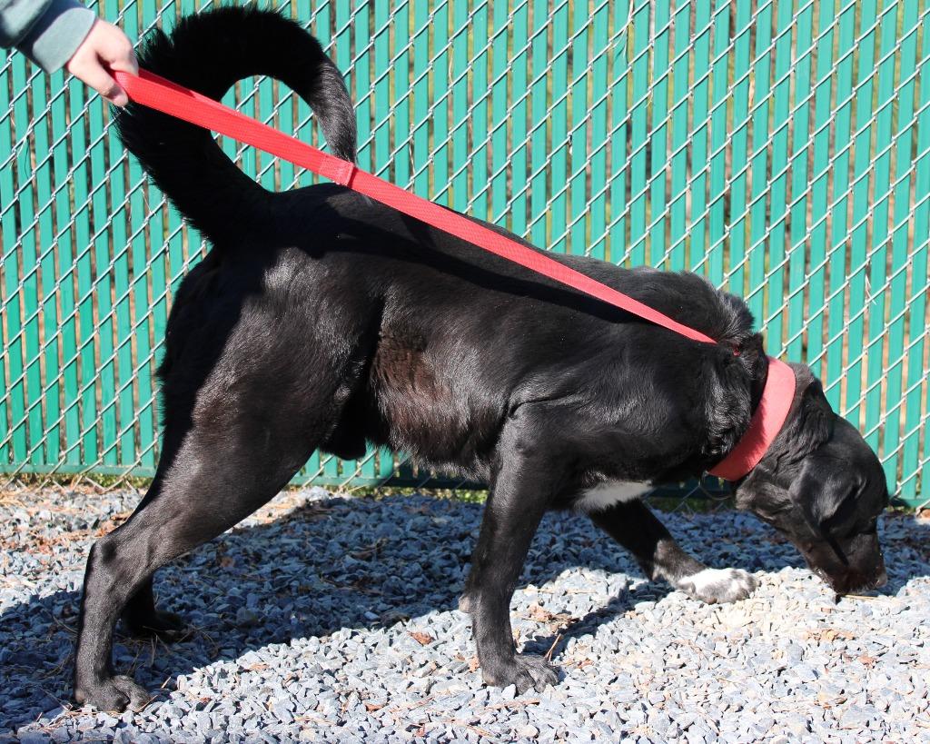Enlarge Panda (Bailey), a Adoptable mixed breed in Mount Gilead, NC image 5/6