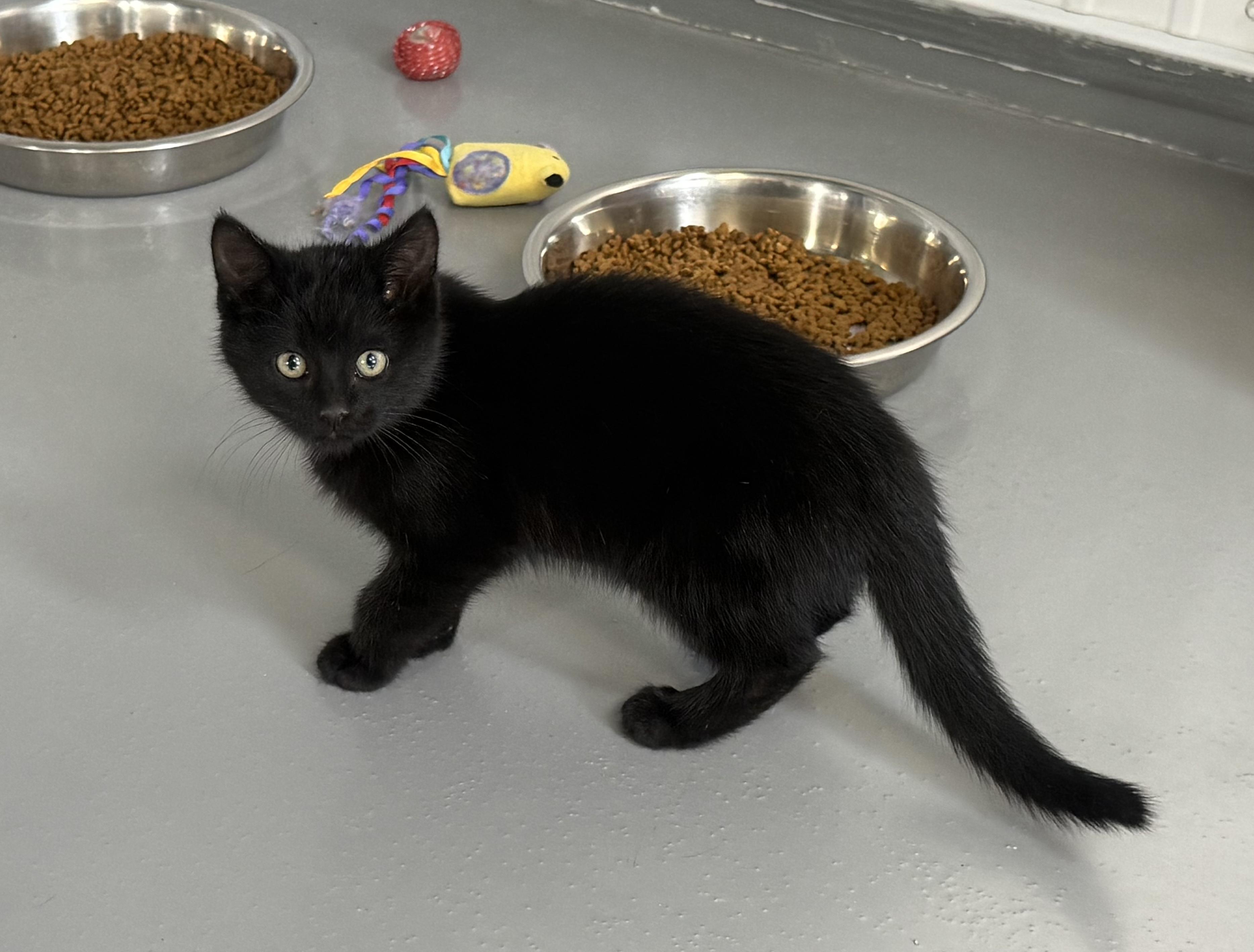 Zato, a Adoptable American Shorthair in Big Rapids, MI image 1/3