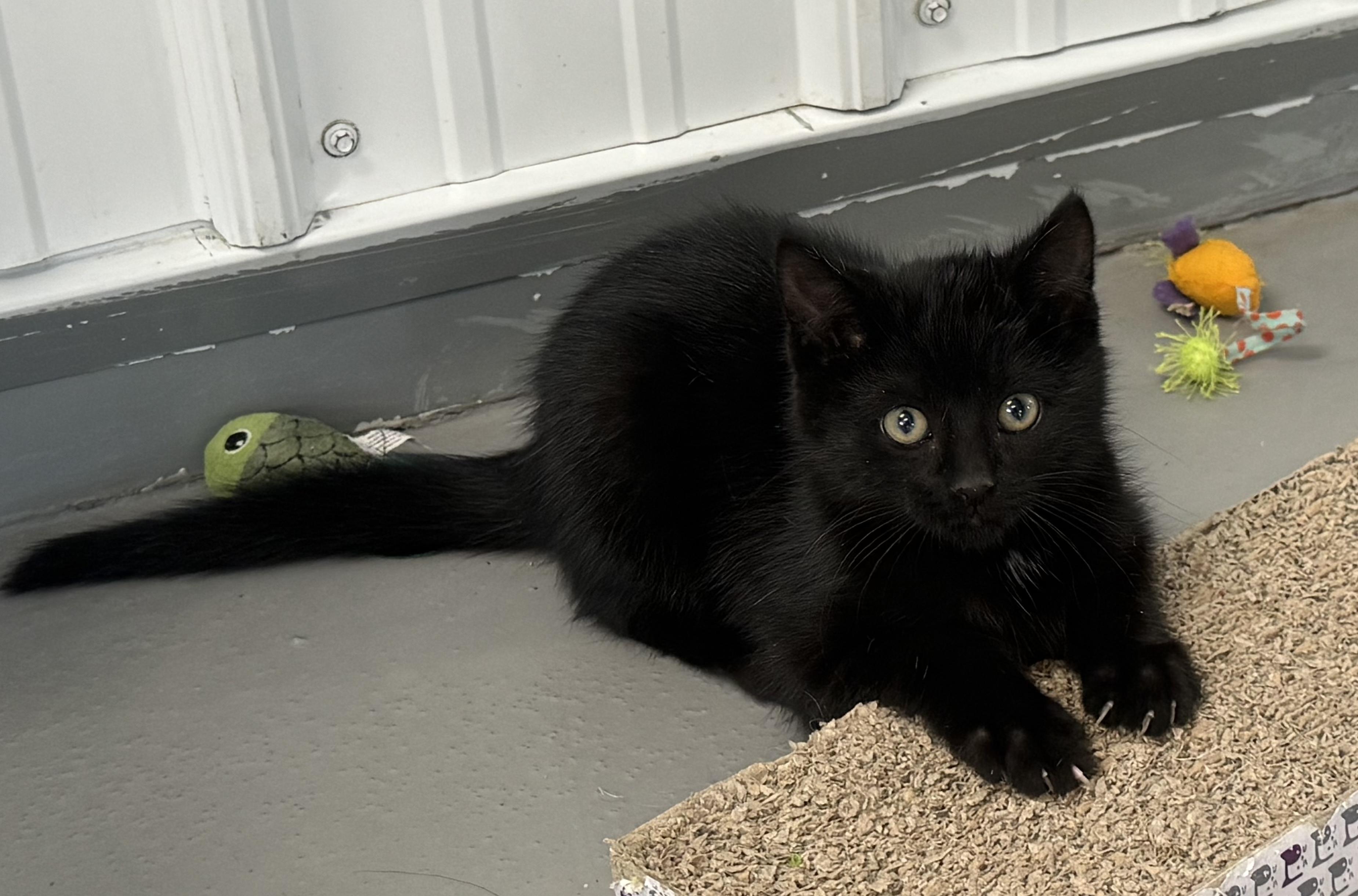Zato, a Adoptable American Shorthair in Big Rapids, MI image 2/3