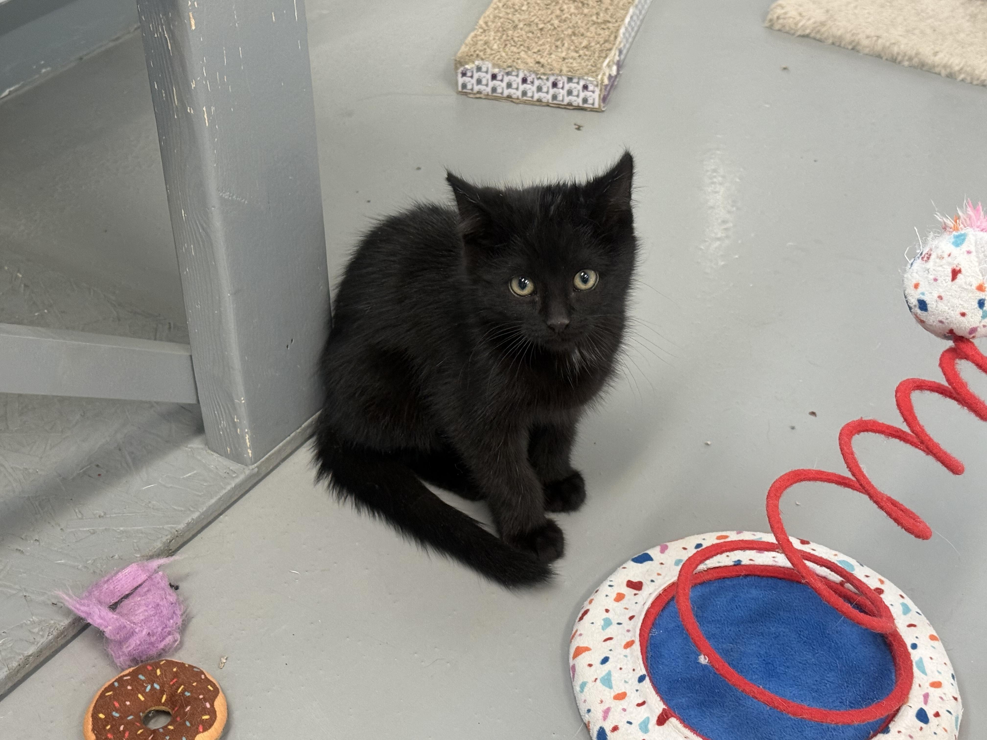 Zato, a Adoptable American Shorthair in Big Rapids, MI image 3/3