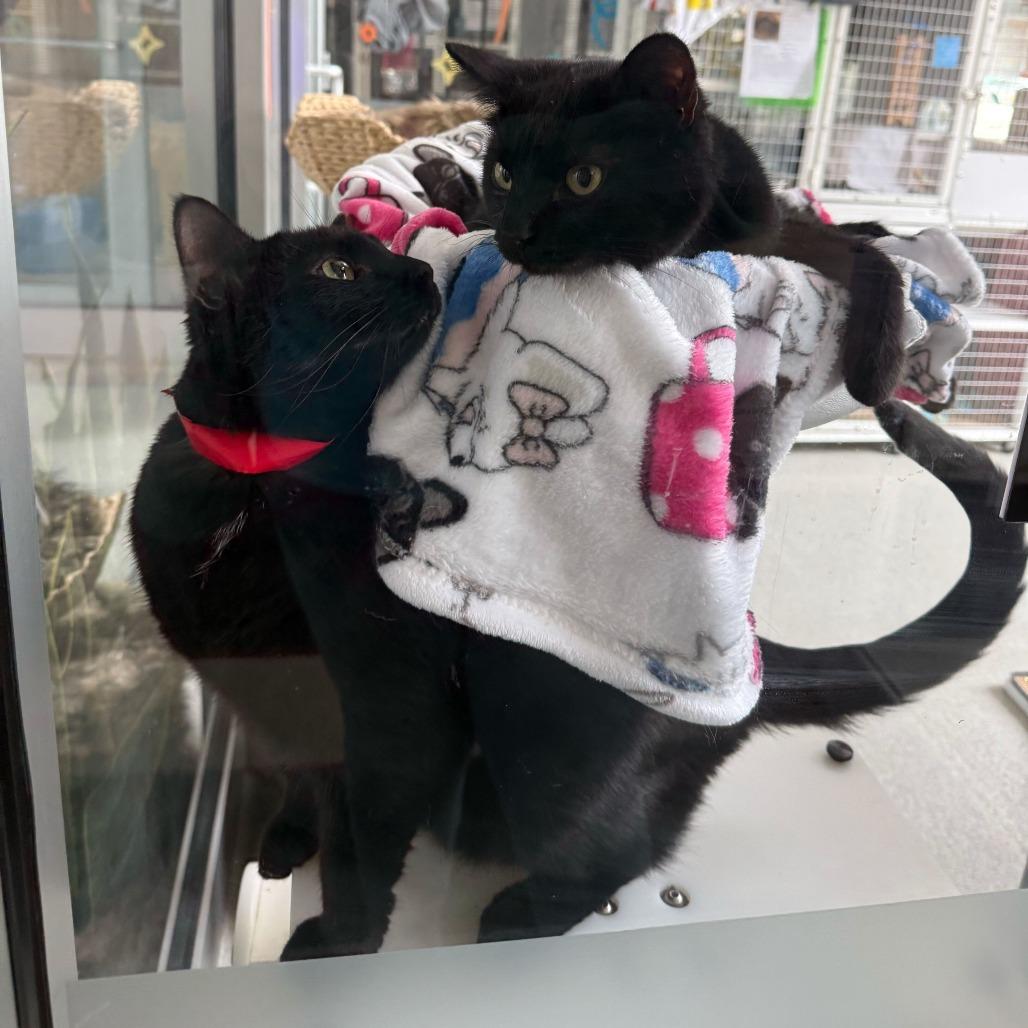 Dr. Finkelstein, Adoptable, Adult Female Domestic Short Hair & Mixed Breed.