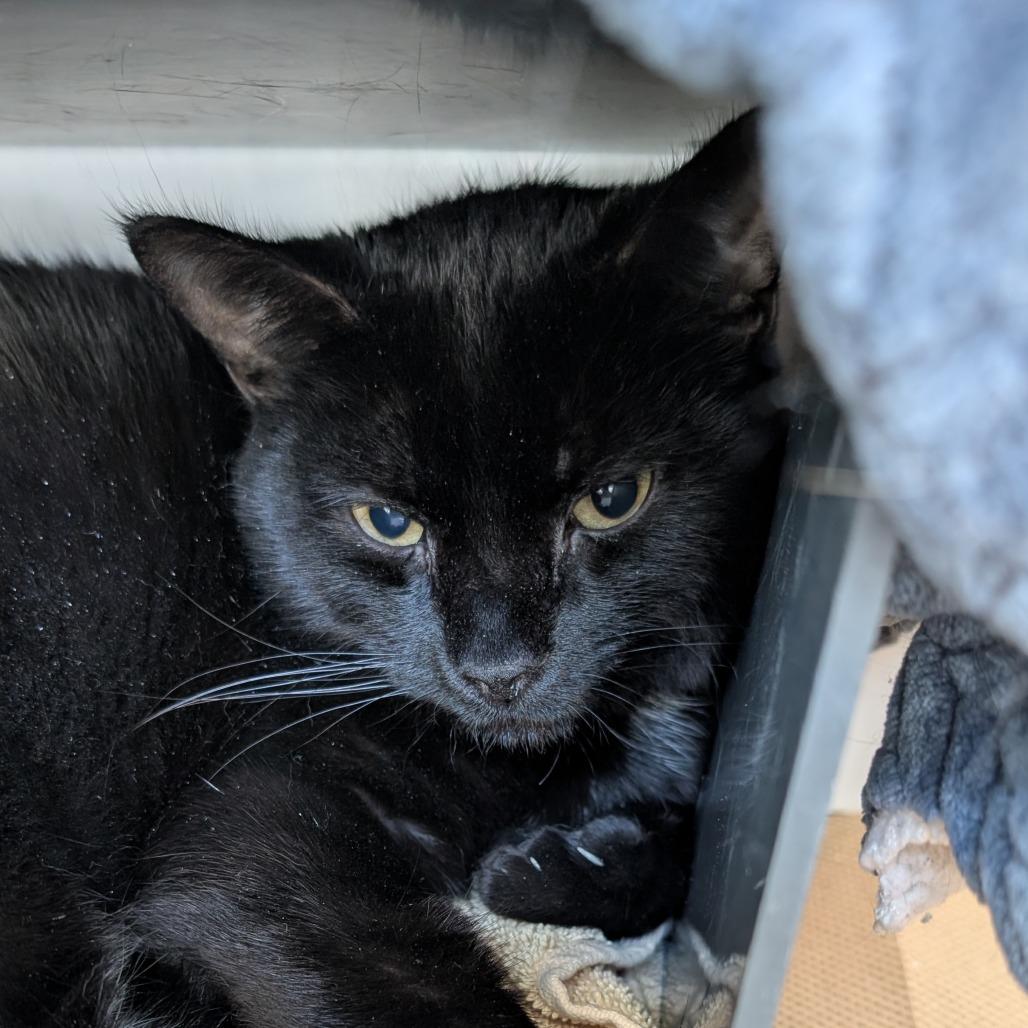 Enlarge Dr. Finkelstein, a Adoptable mixed breed in Matteson, IL image 3/6