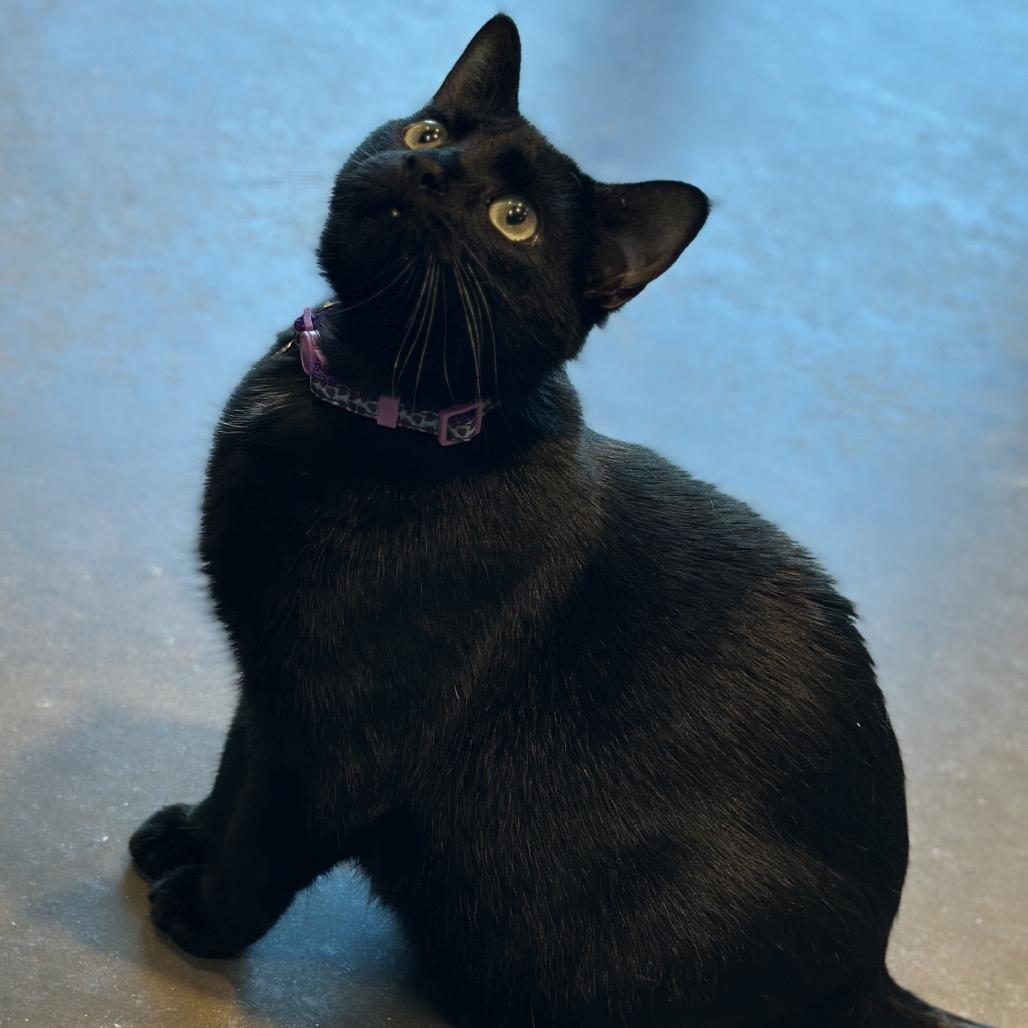 Enlarge Dr. Finkelstein, a Adoptable mixed breed in Matteson, IL image 4/6