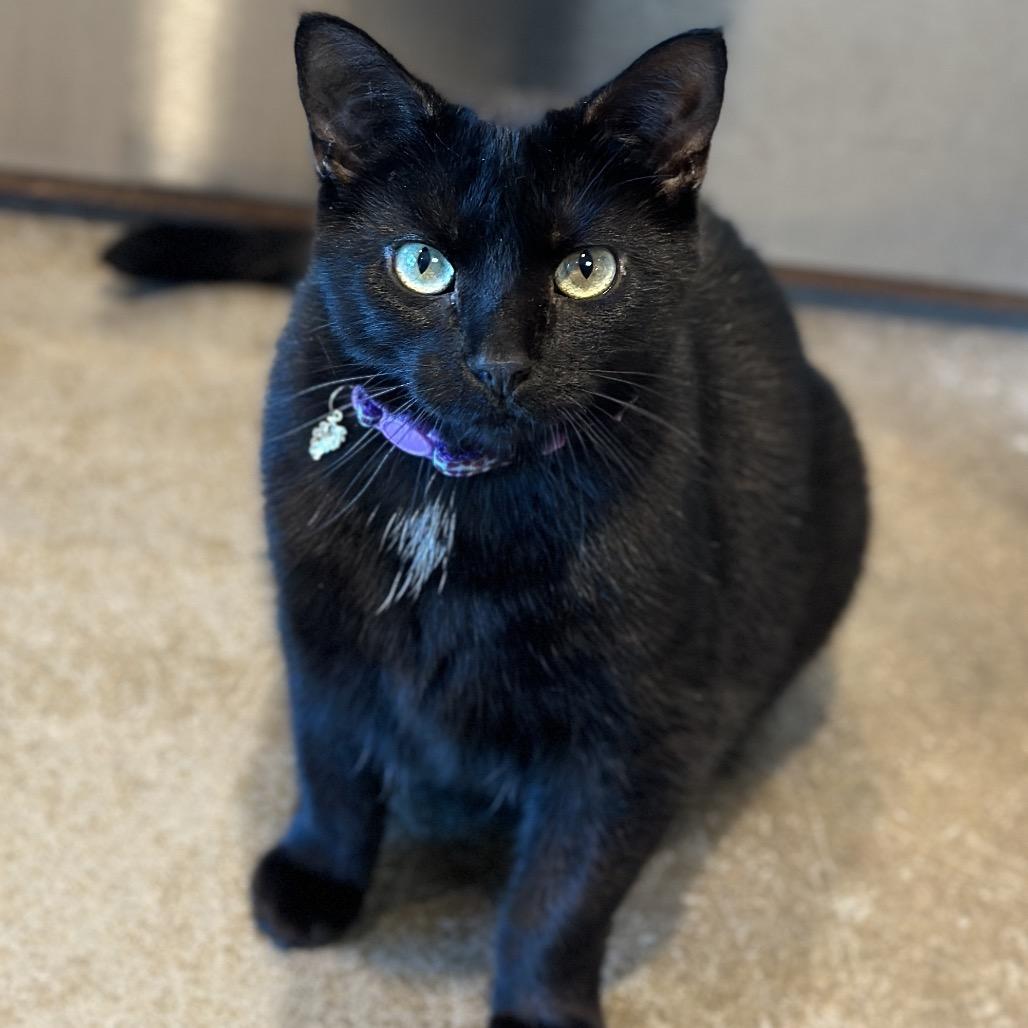 Enlarge Dr. Finkelstein, a Adoptable mixed breed in Matteson, IL image 6/6