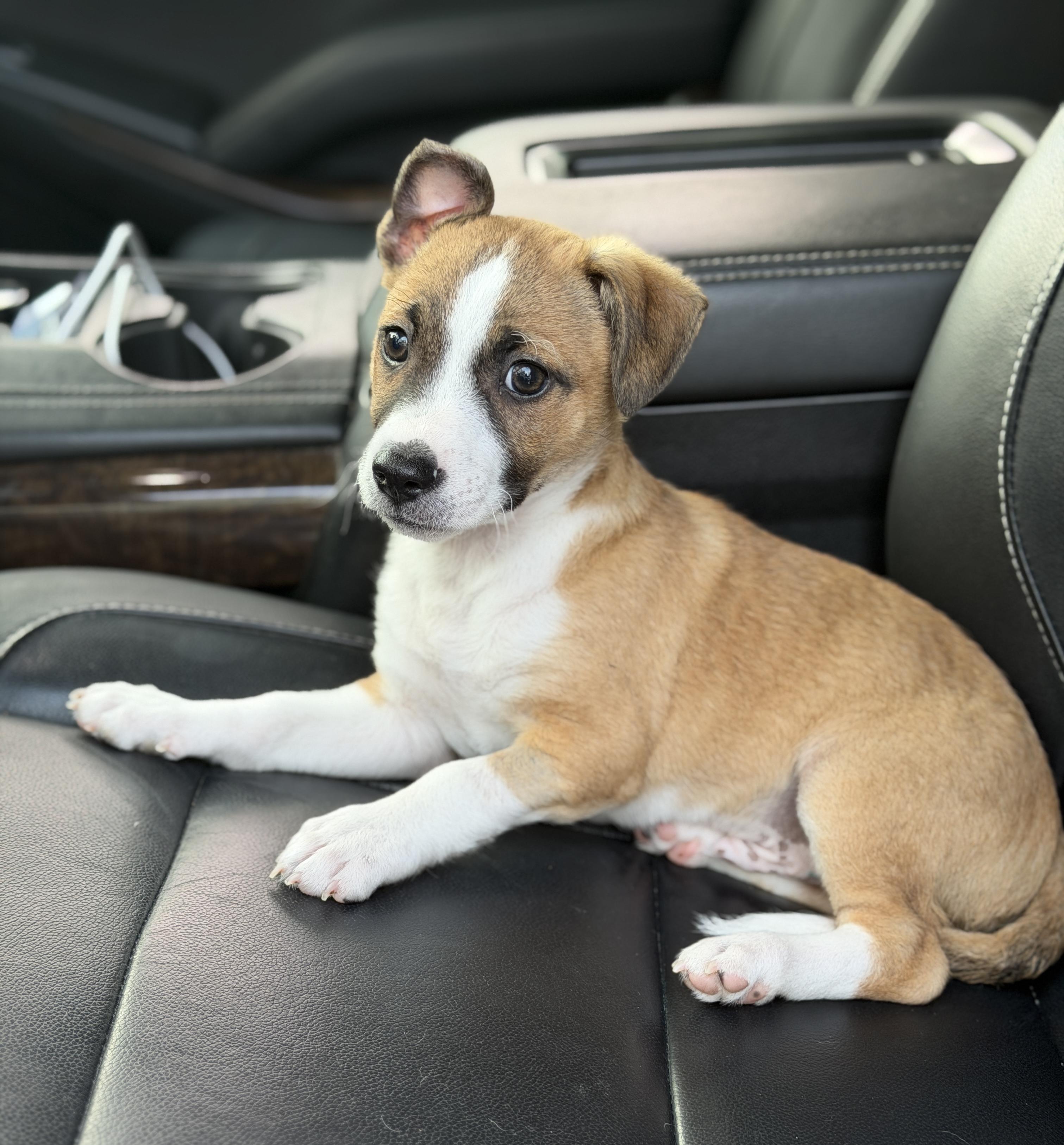 Enlarge Baxter, a ADOPTABLE mixed breed in Mt Pleasant, SC image 6/6